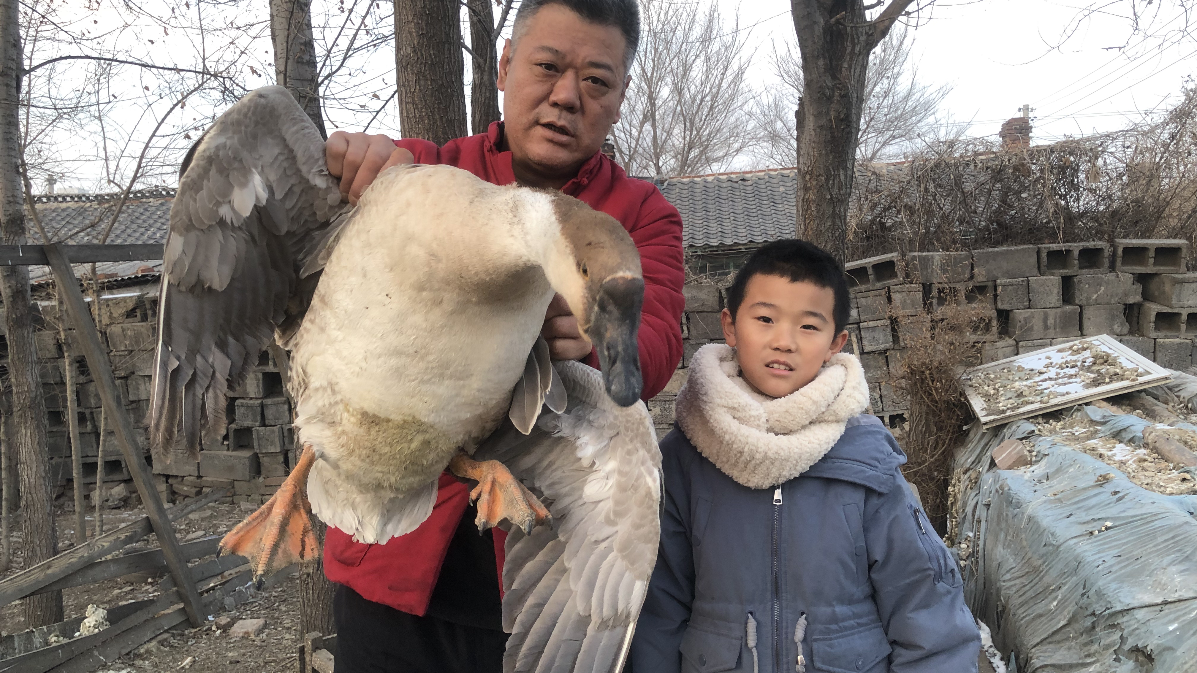 下雪了大邱做东北经典大菜,酸菜炖大鹅,汤鲜味美肉质紧实嗷嗷香