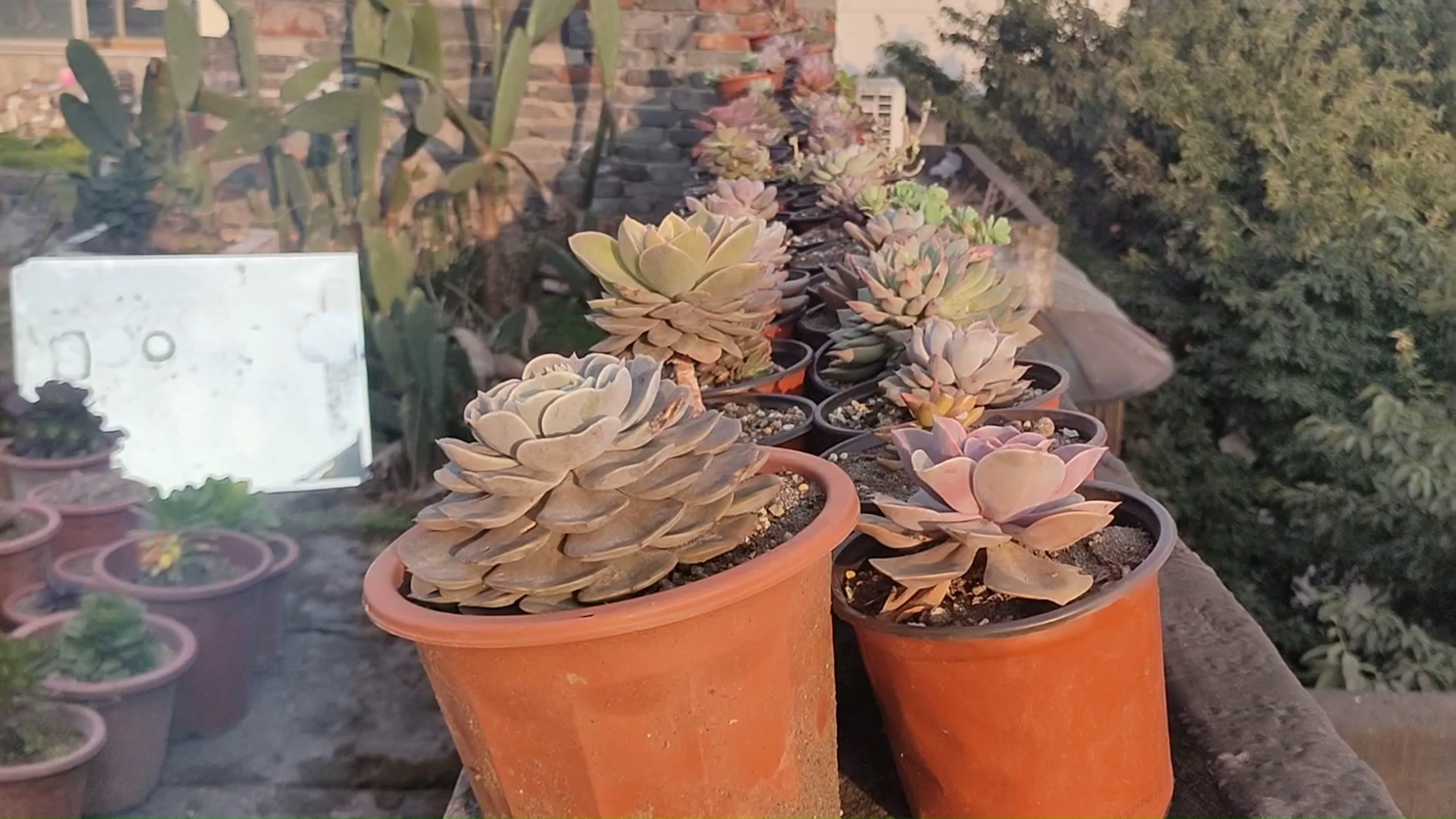 重庆多肉在初春上色的样子,虽然远不及云南,但是自得其乐