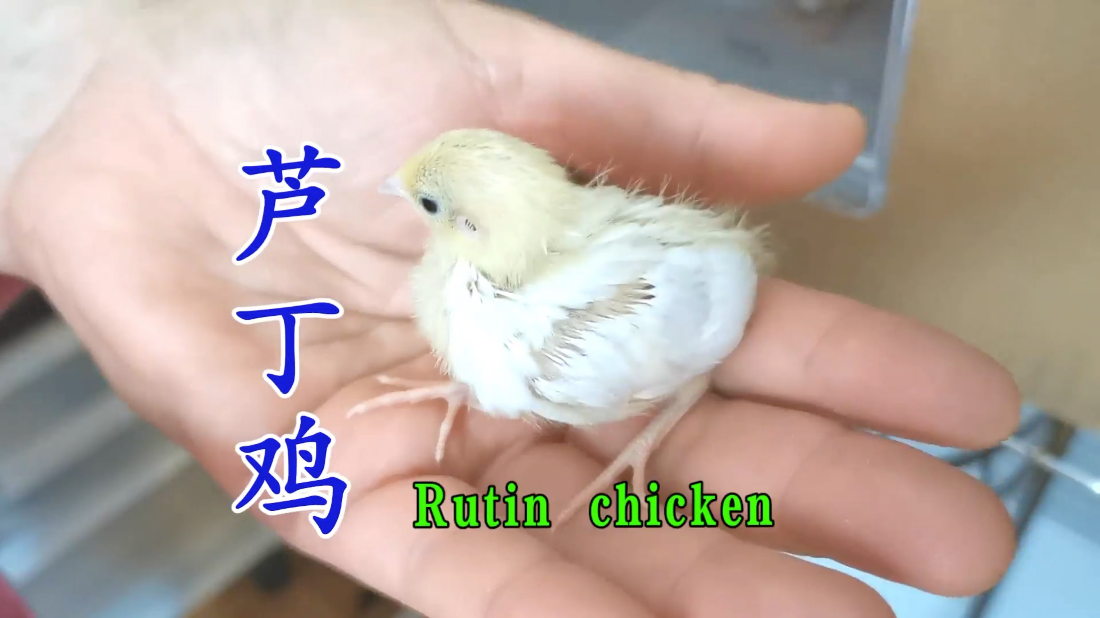 迷你芦丁鸡成长记 看看14天里每天的变化 放松又解压