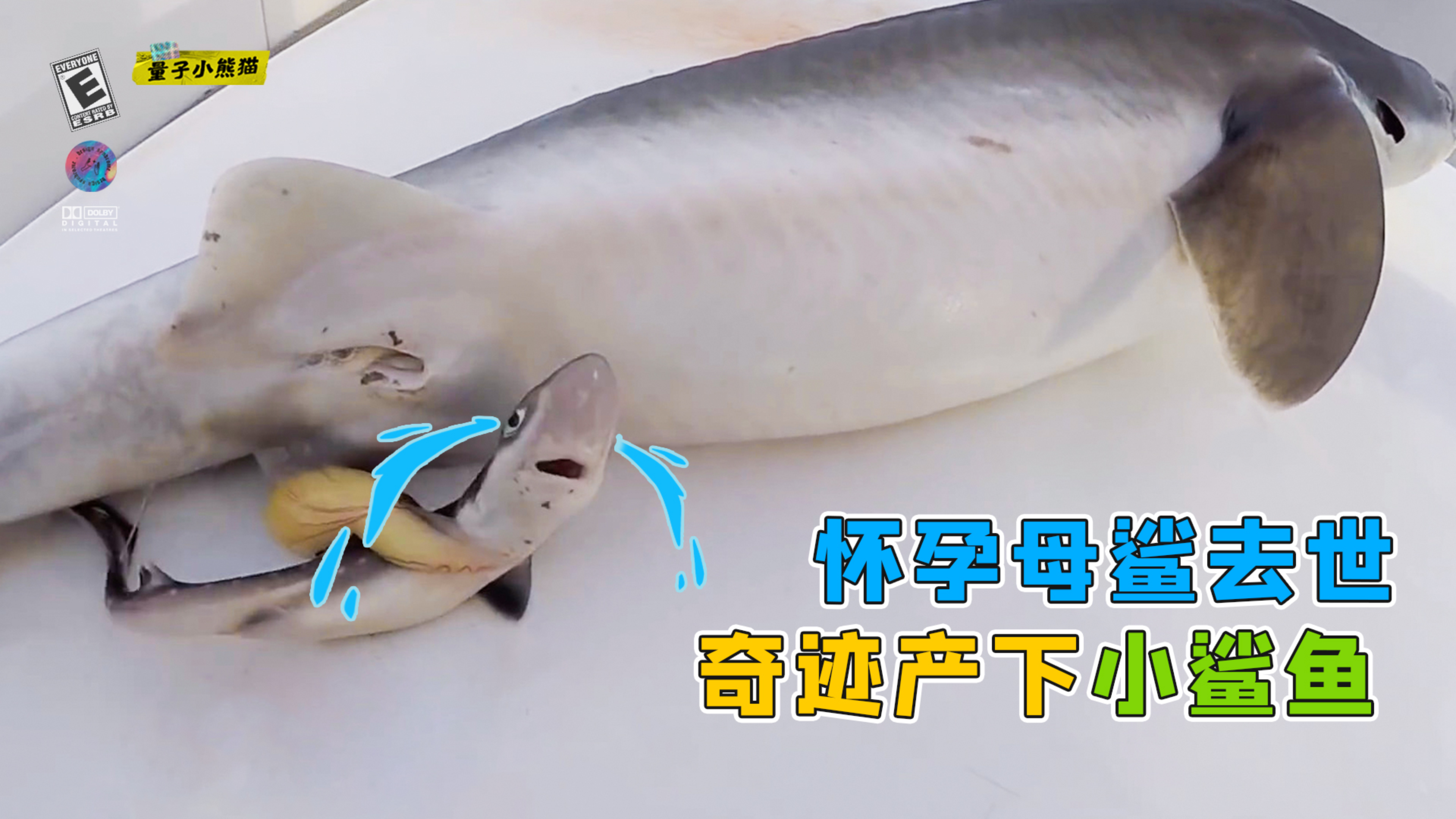 怀孕母鲨去世,奇迹产下小鲨鱼,见证生命的伟大!《生命奇迹》