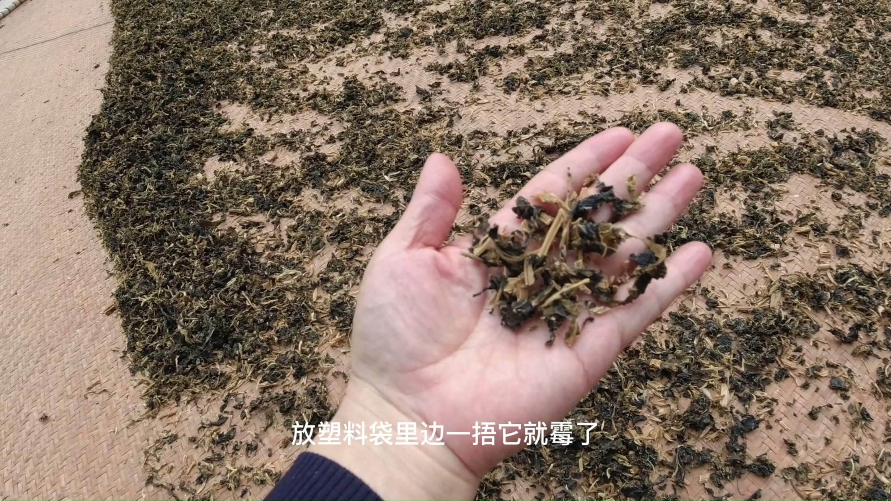 看看山民是如何制作梅干菜的,太简单了!你也会做