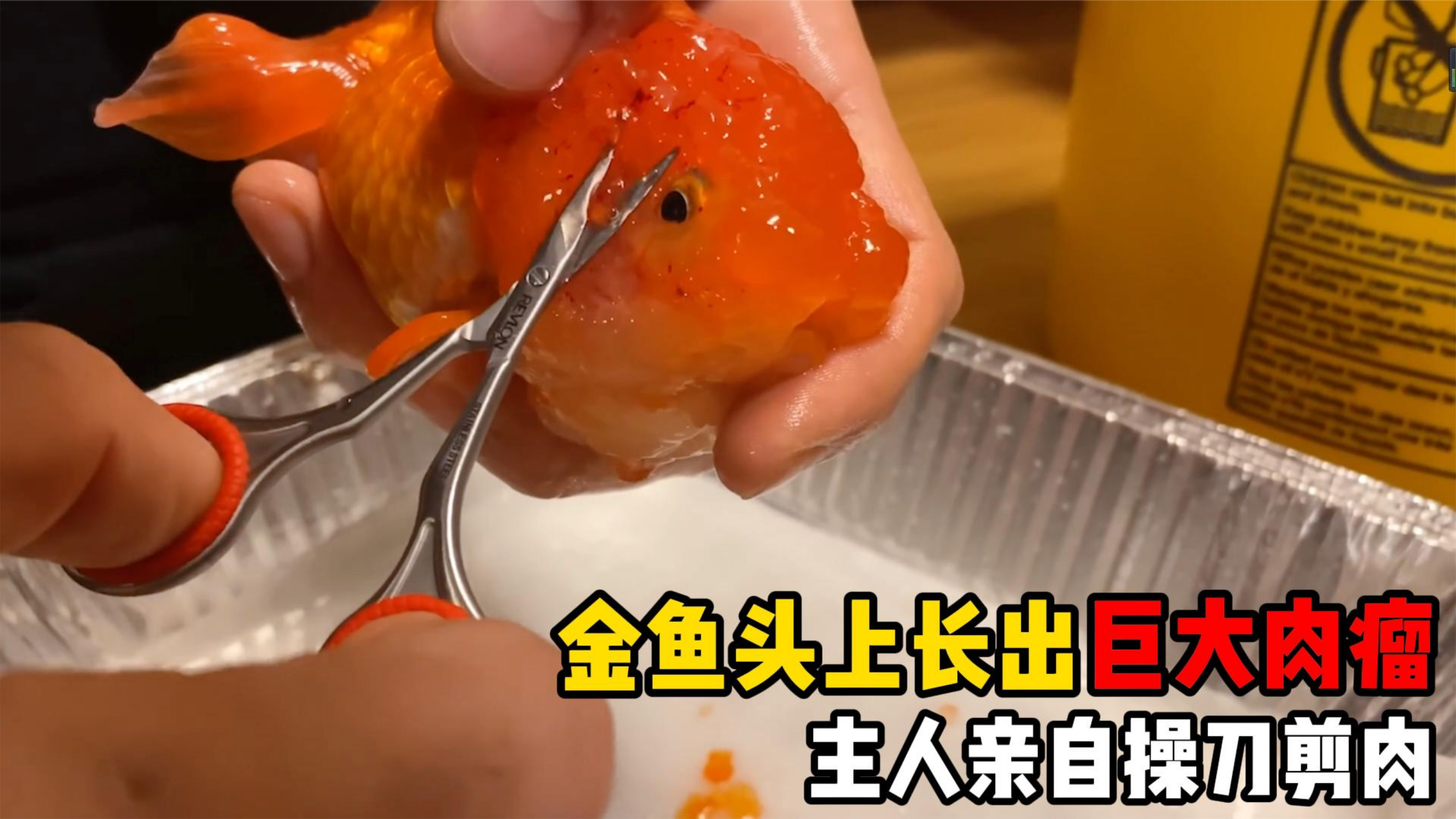 你见过狮子头金鱼吗?头部肉瘤越多越名贵