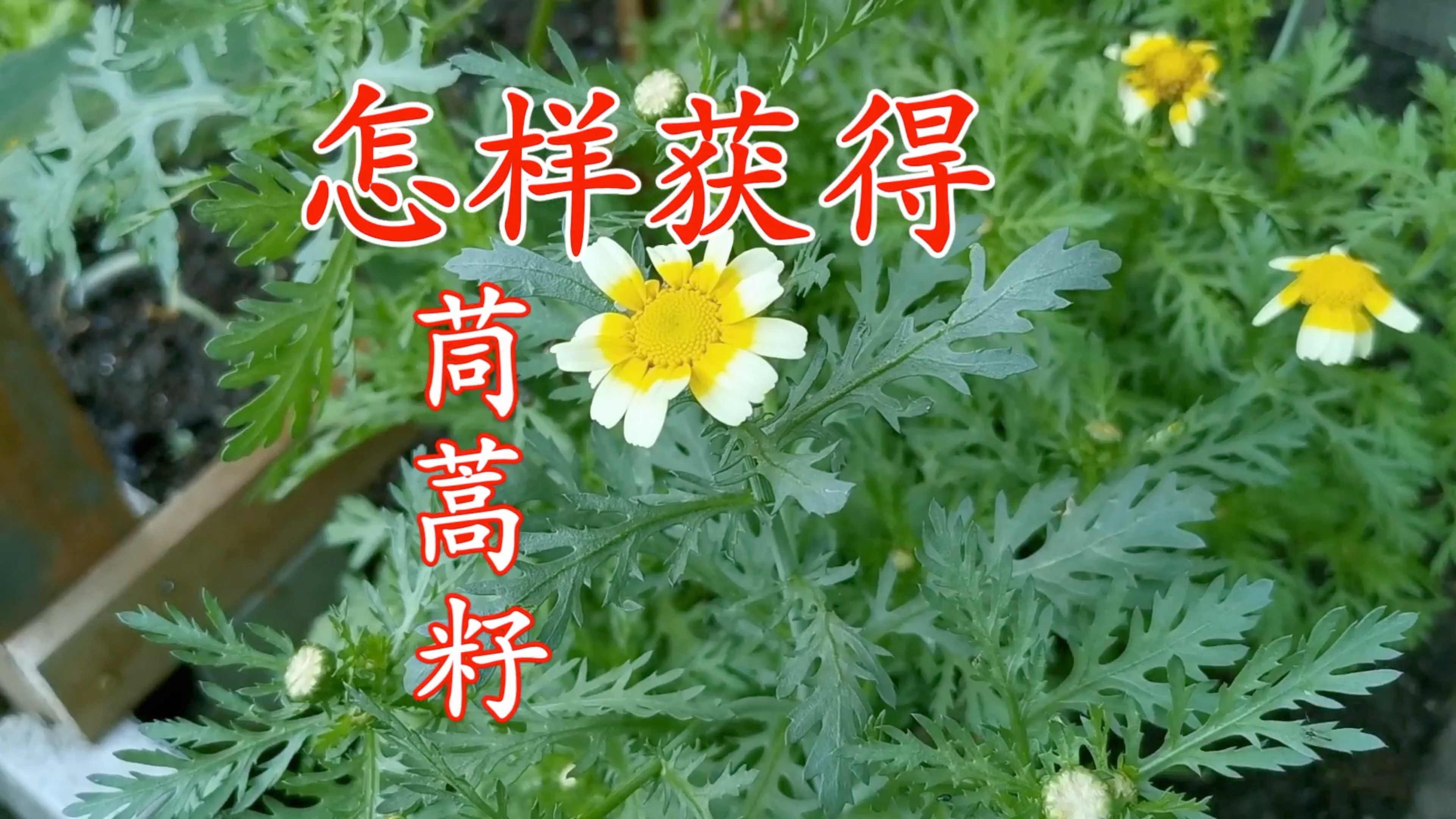 最喜欢的绿叶蔬菜 没有籽如何能种茼蒿