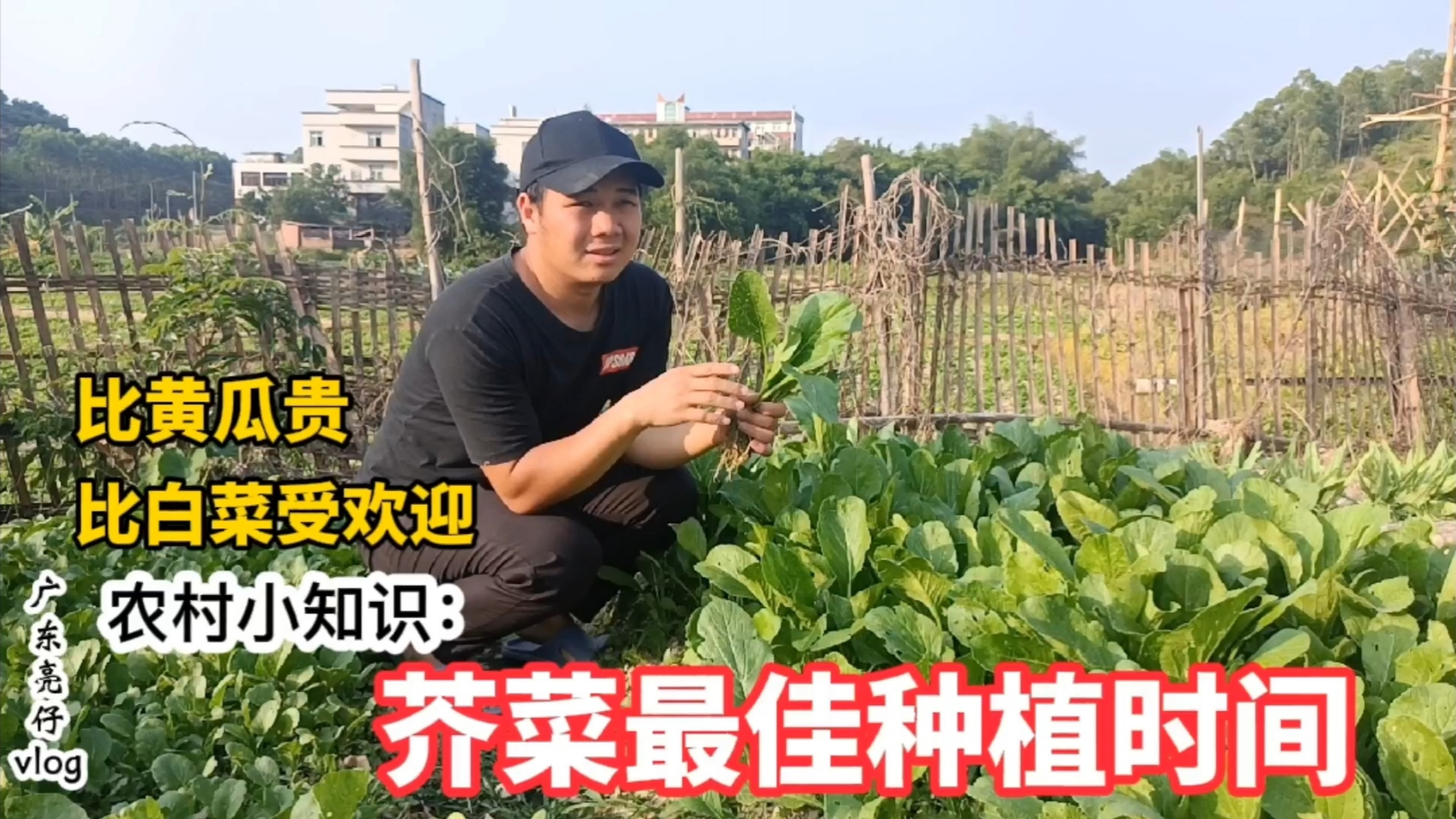 芥菜什么时候种植好,一年两次机会播种,小伙把详细时间说出来了