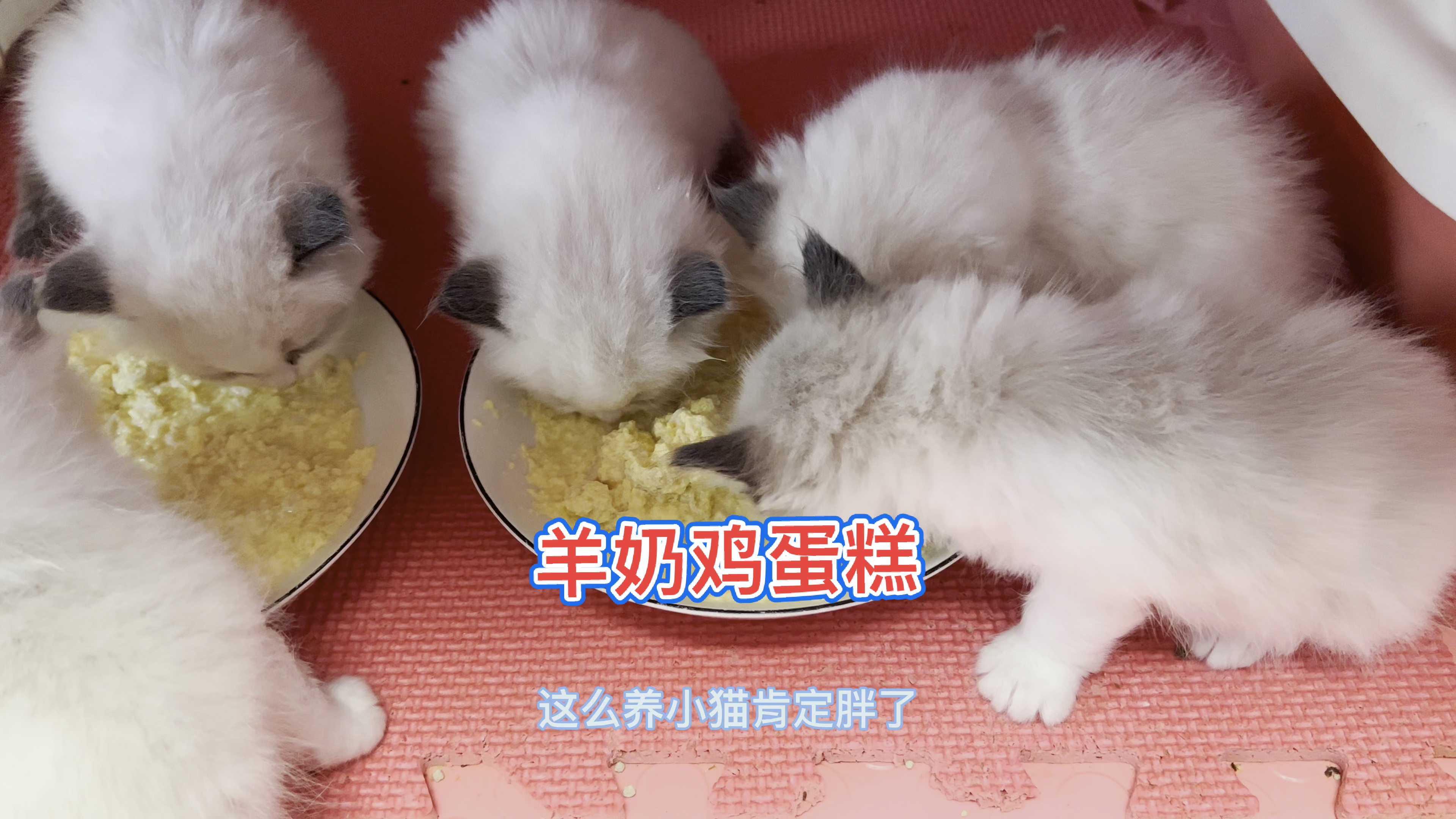 这样做的猫饭小猫太爱吃了,你学会了吗?