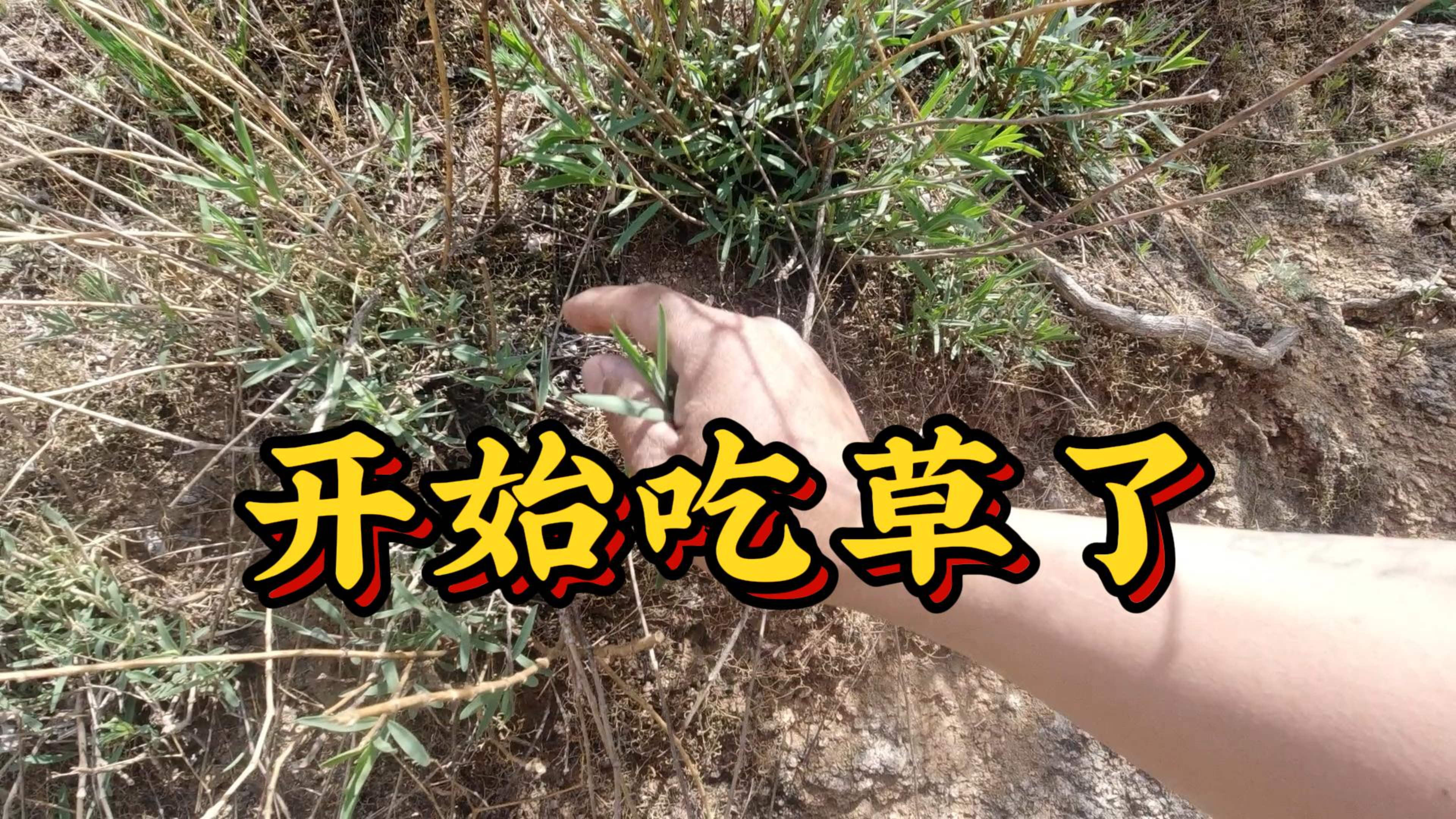 青菜越来越贵,老狼开始吃草了,你见过这种野菜吗