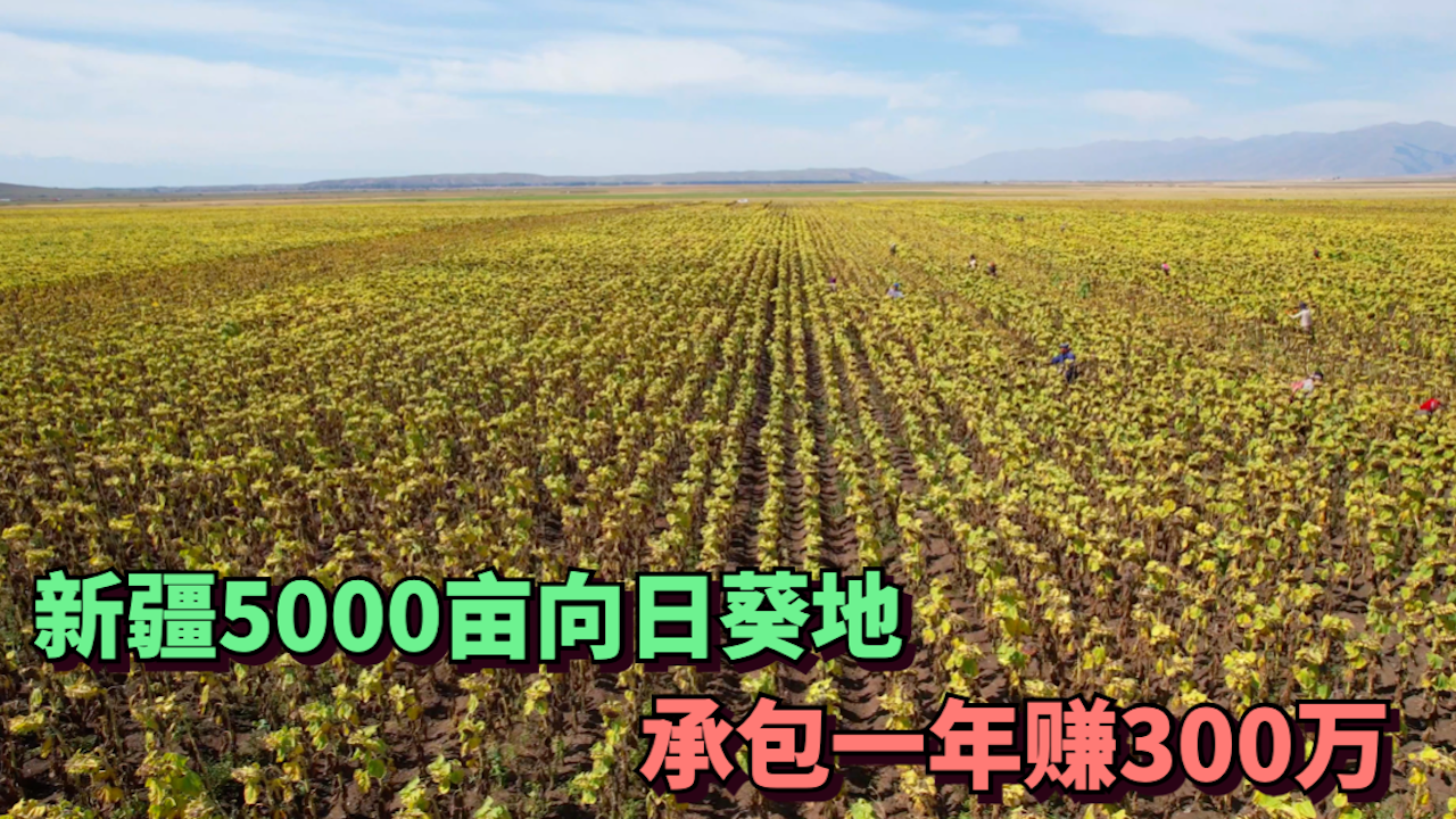 [图]在新疆承包5000亩的葵花地，一年能赚300万，在新疆种地好赚钱