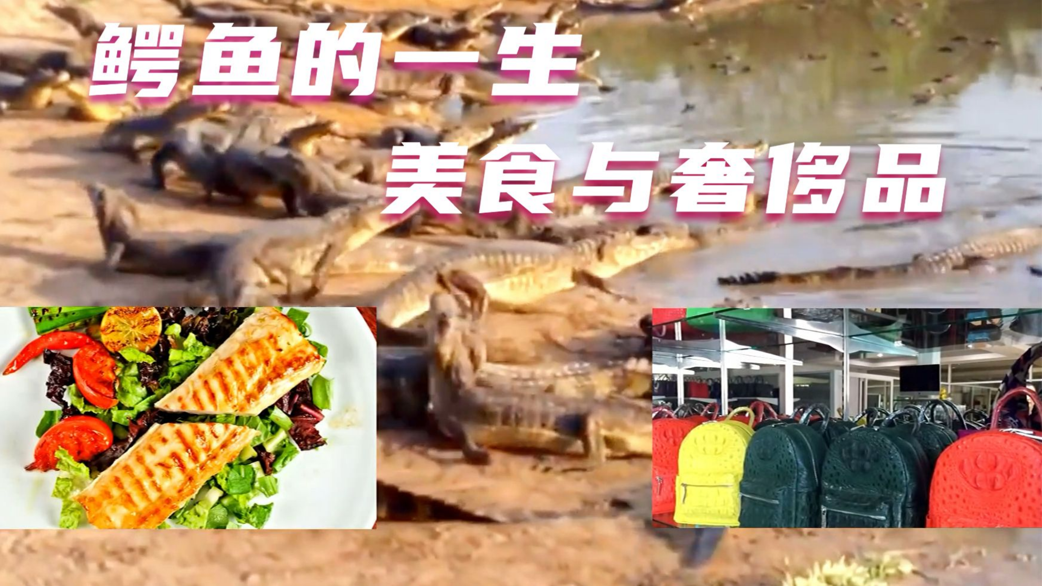 鳄鱼从蛋到上餐桌、变皮包到底经历了什么,奢侈品包是怎么加工的