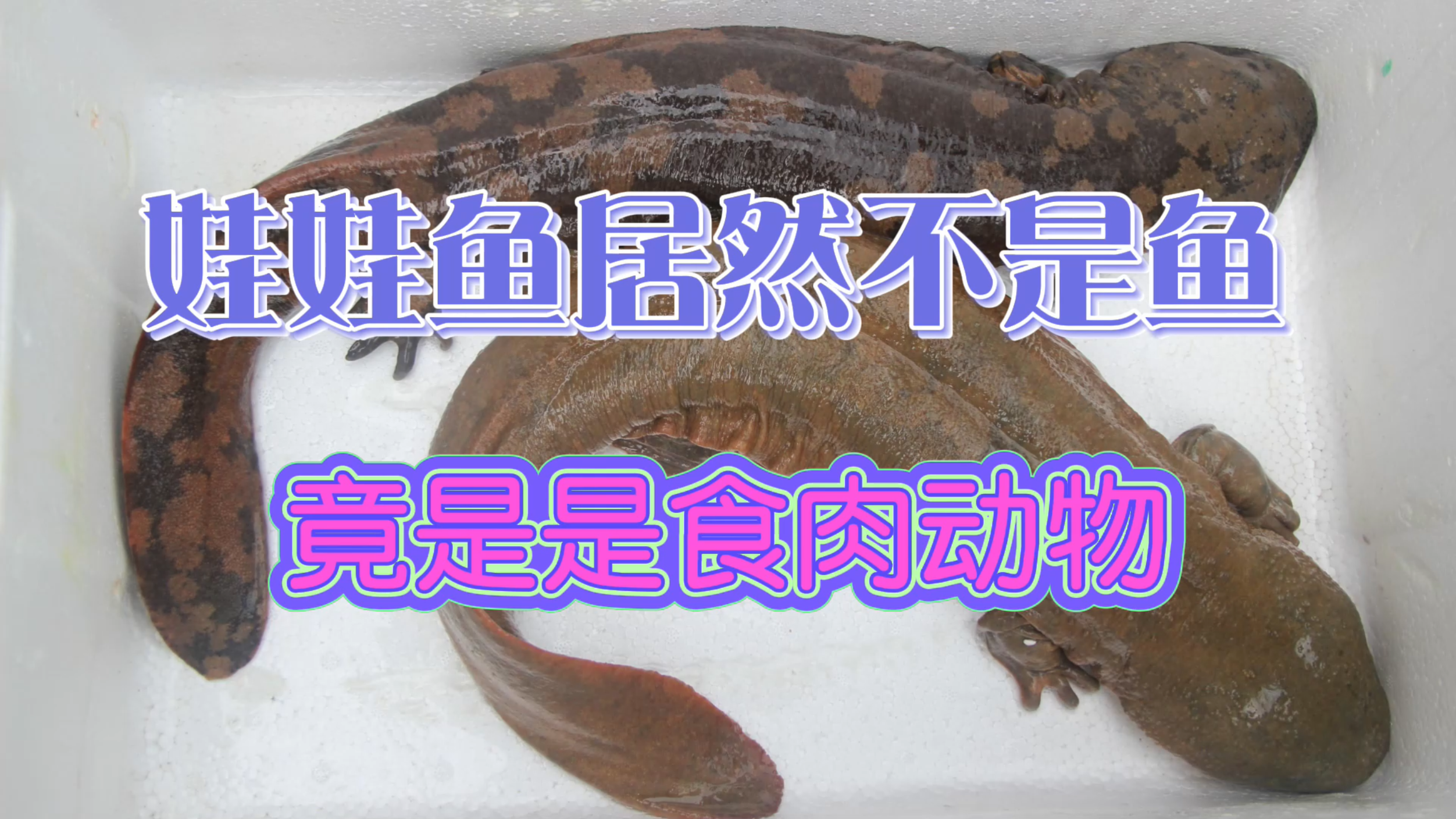 娃娃鱼居然不是鱼?竟是是食肉动物!