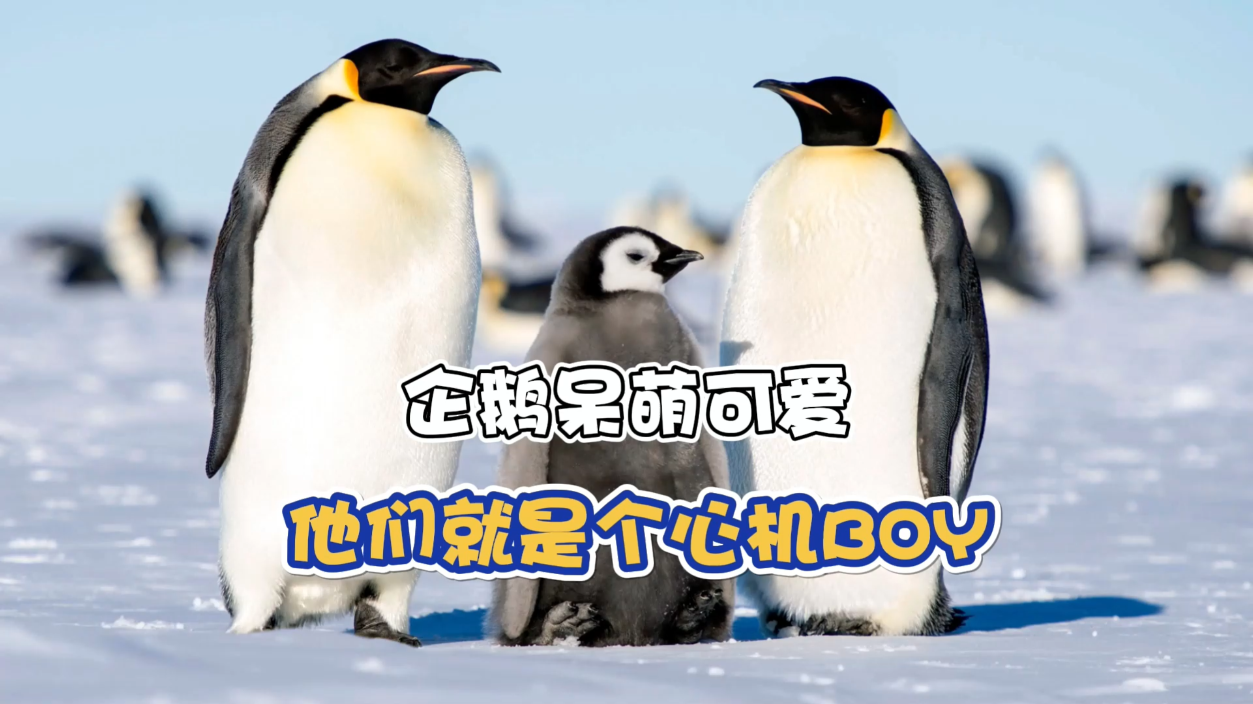 企鹅呆萌可爱?他们就是个心机BOY