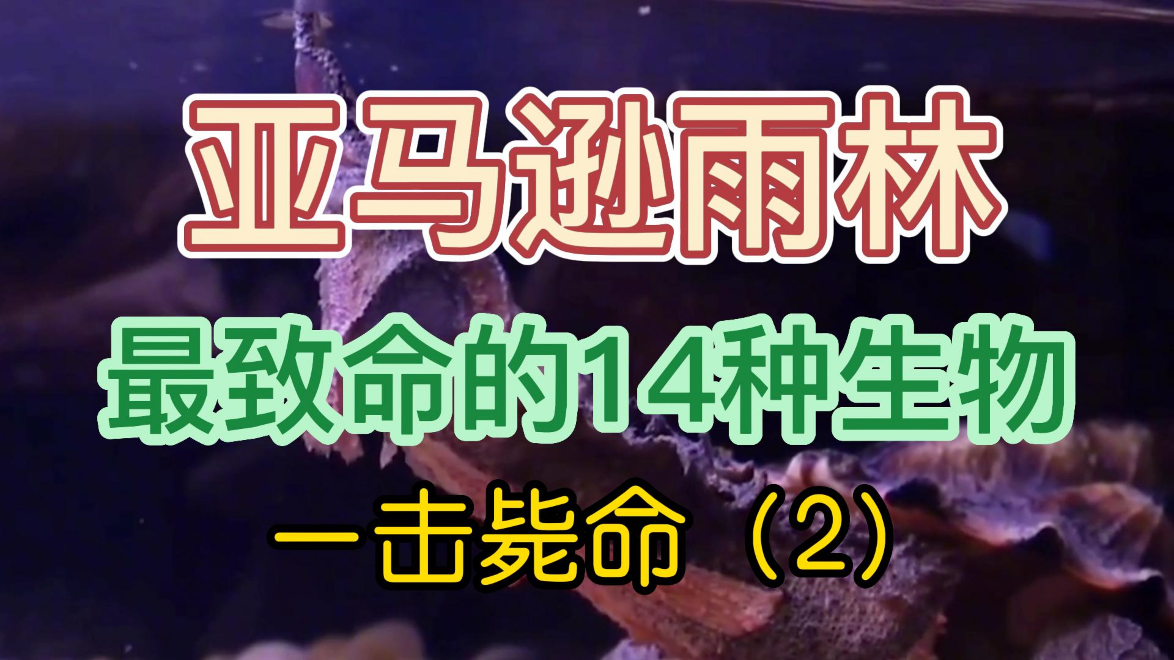 亚马逊雨林 最致命的14种生物 一击毙命 你知道吗(2)