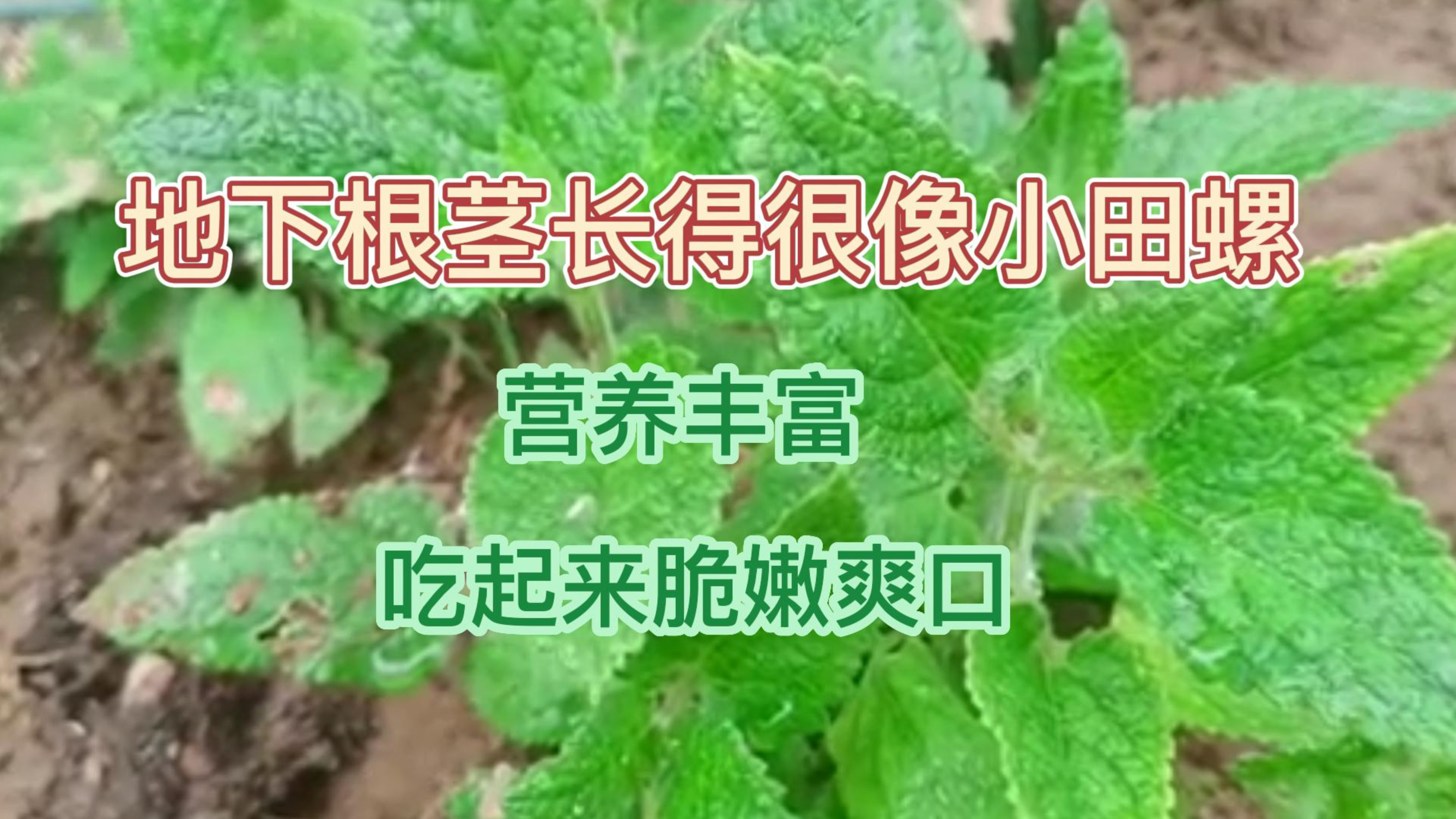 根茎长得像小田螺,不仅营养丰富,吃起来更是嫩脆爽口