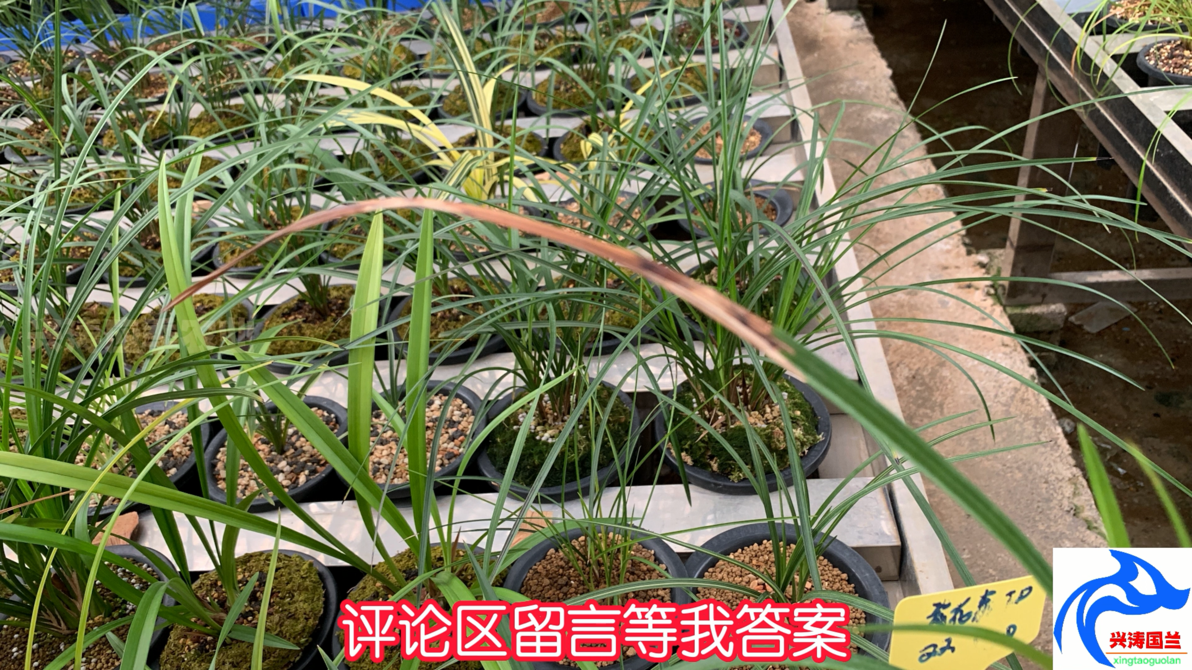 兰花黑斑黑尖黄尖什么需要注意?很多是不需要担心的!