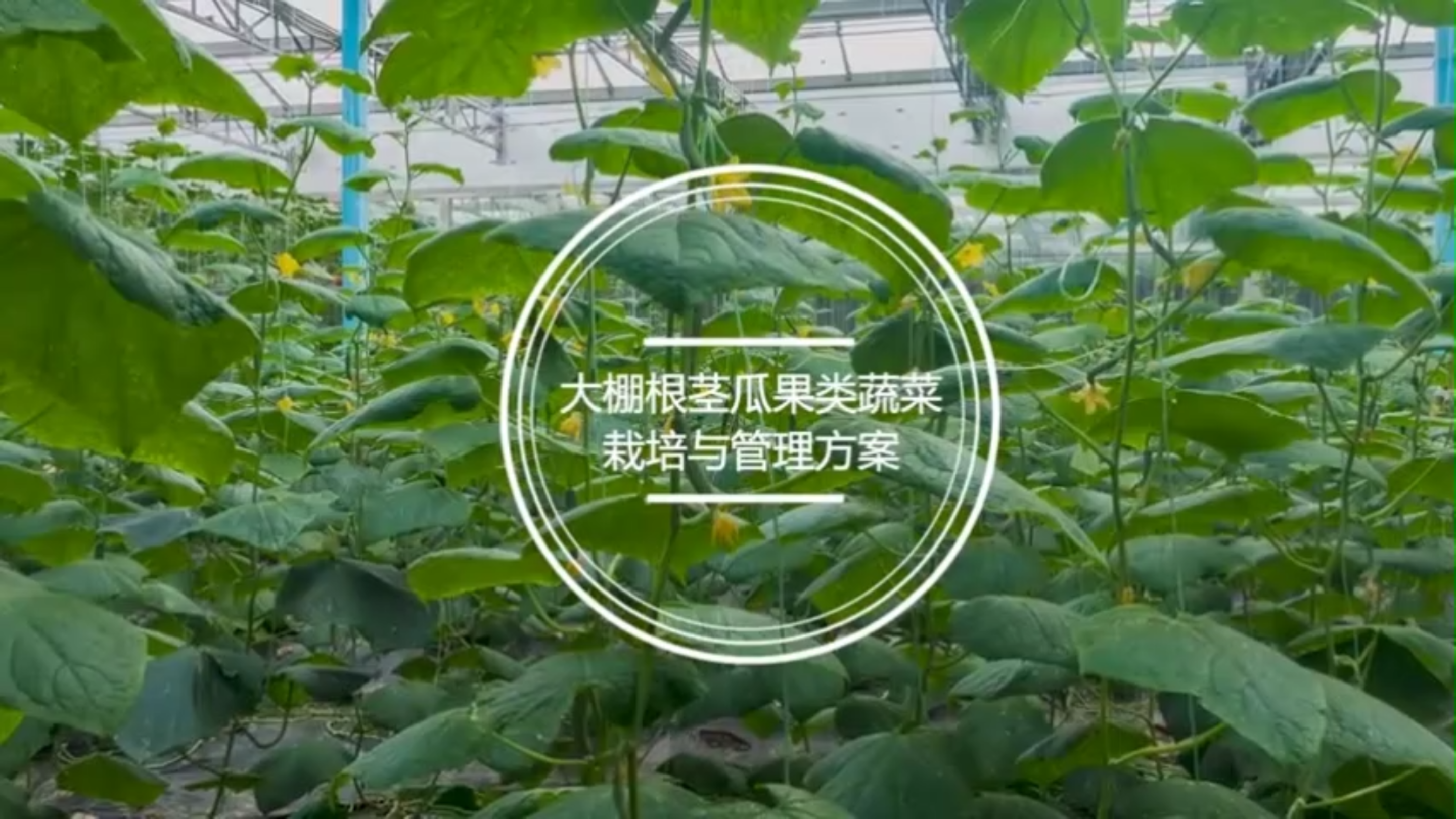 大棚蔬菜管理---根茎瓜果类