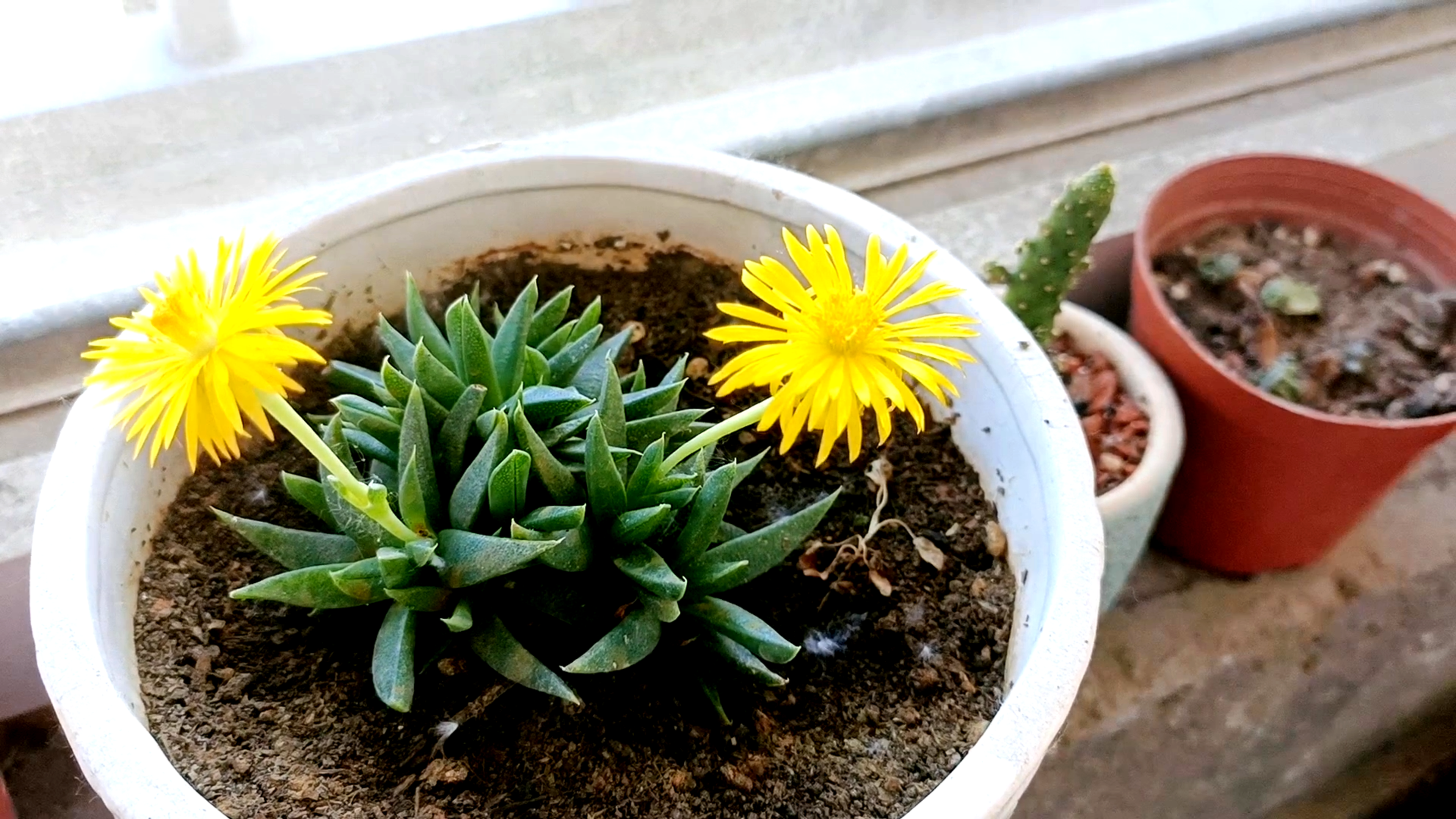 多肉植物黄花照波开花像小雏菊,一年能开好几次,懒养也能出状态