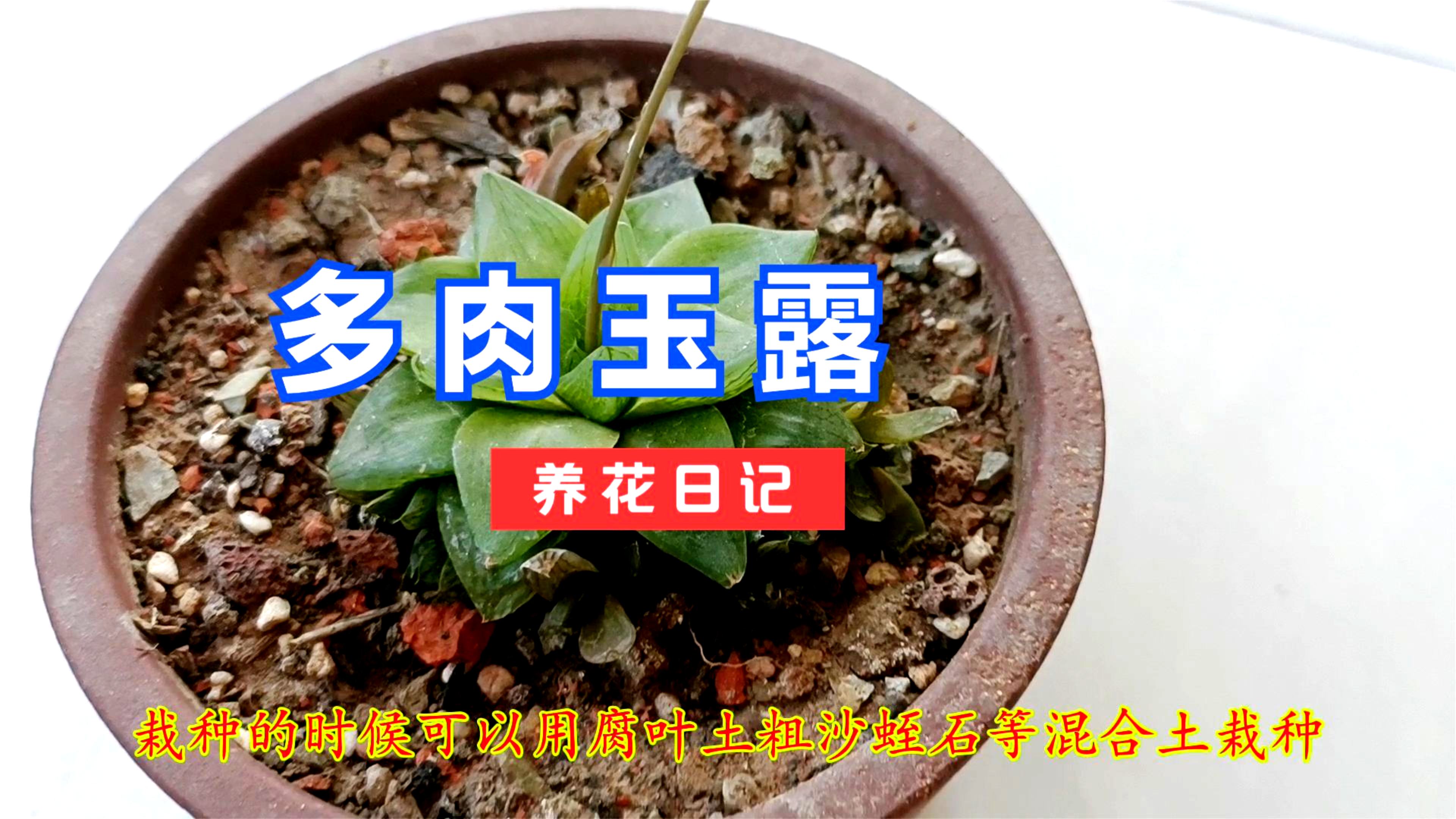 饱满通透的多肉玉露像极了宝石,很多人都喜欢,怎么养才能出状态