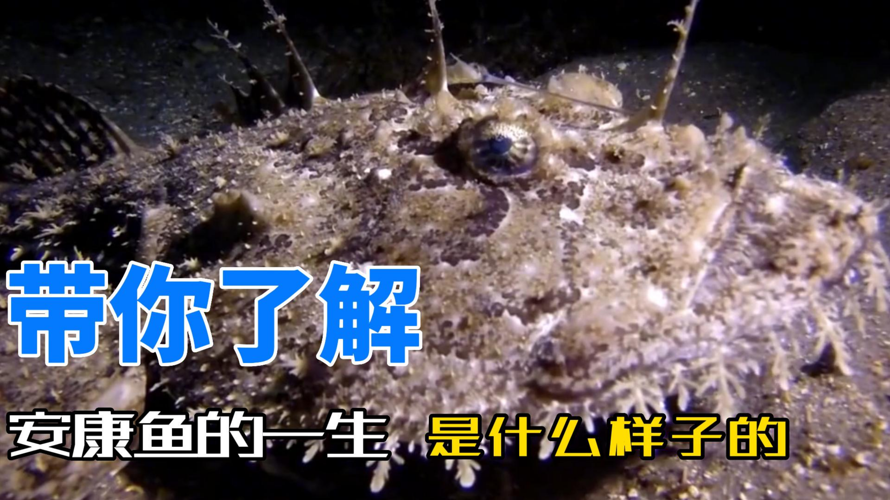 安康鱼是怎么捕猎的,你知道吗,让我们一起了解一下