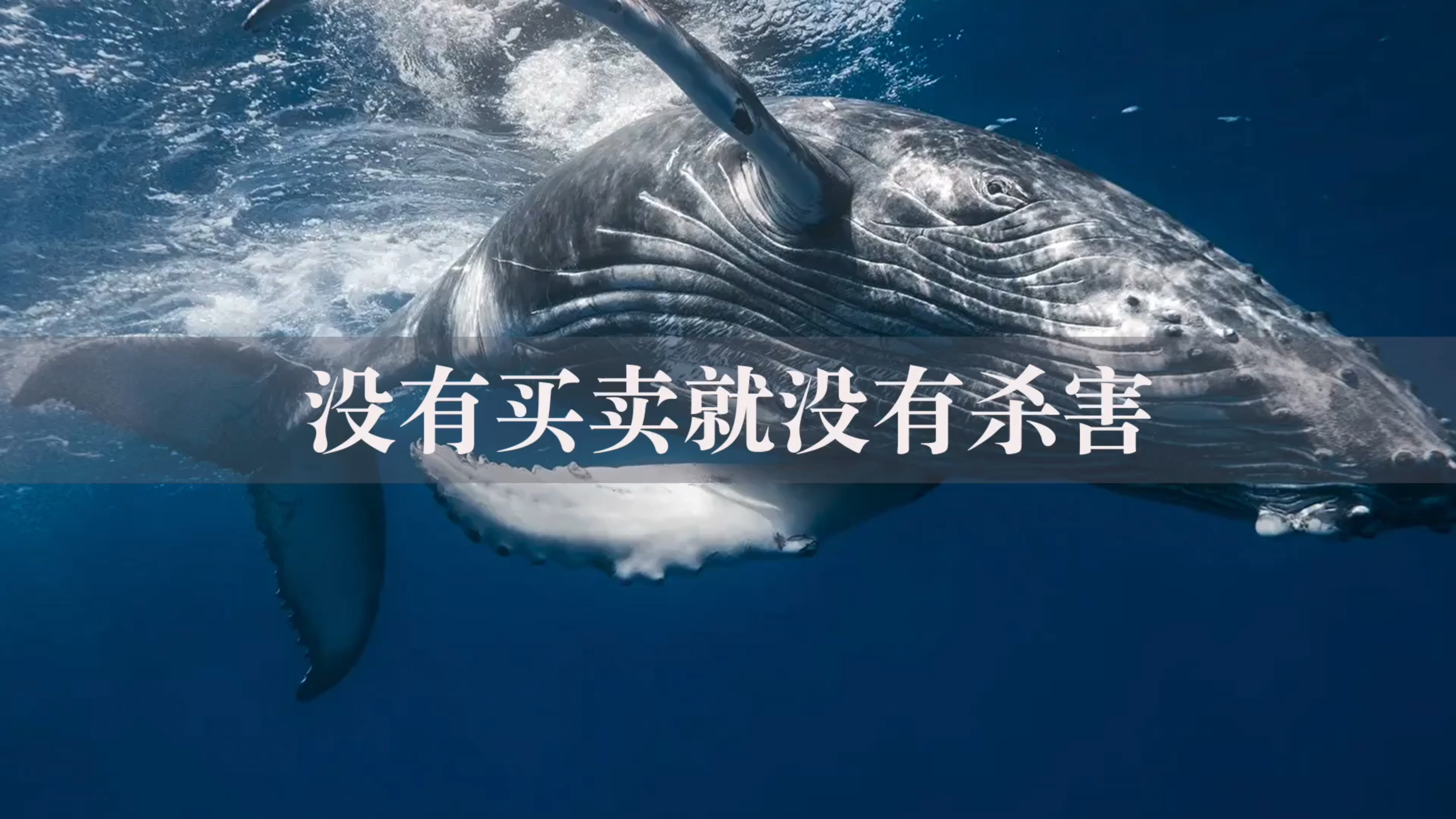 没有买卖就没有杀害-鲸鱼