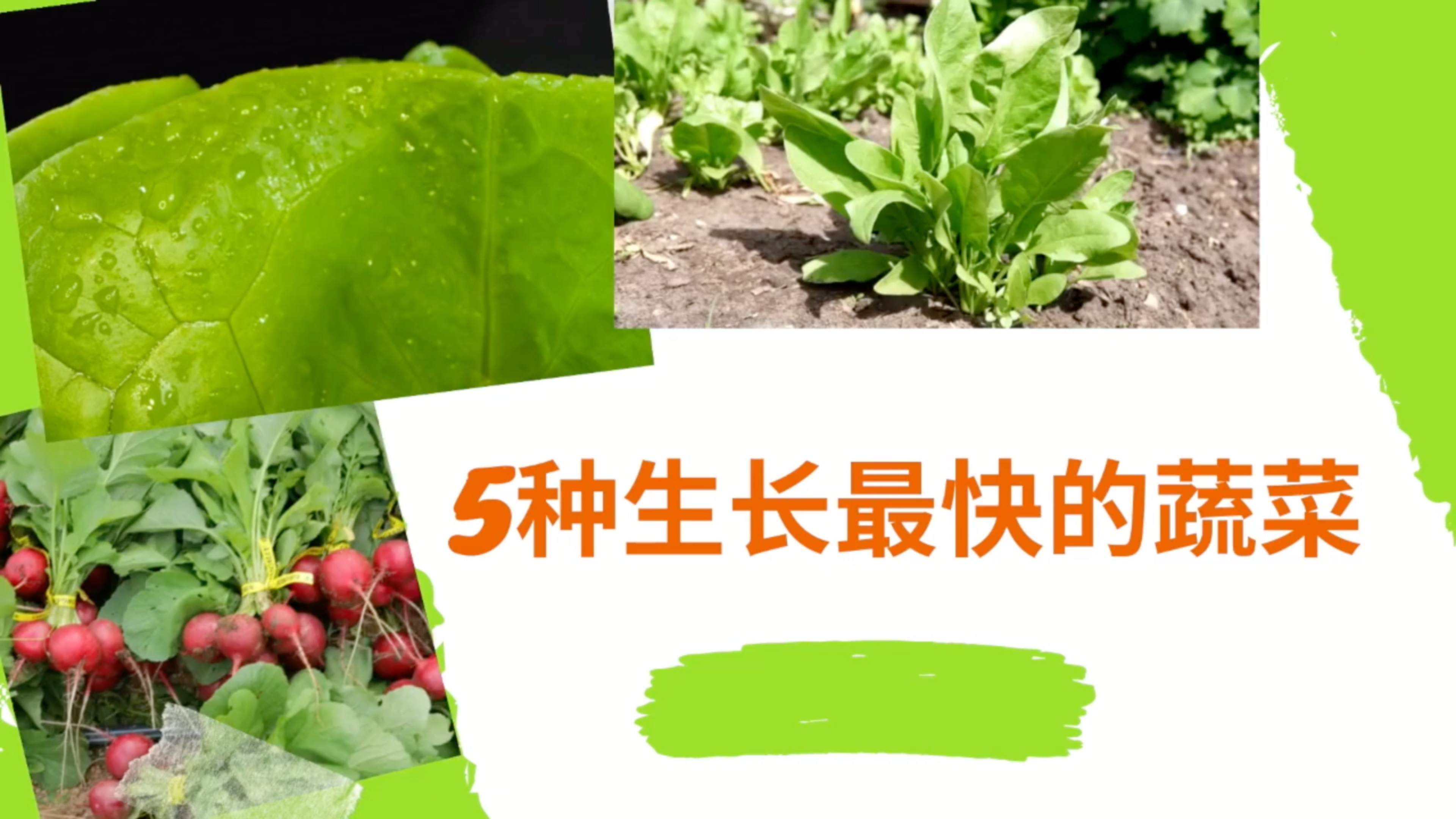 5种生长最快的蔬菜