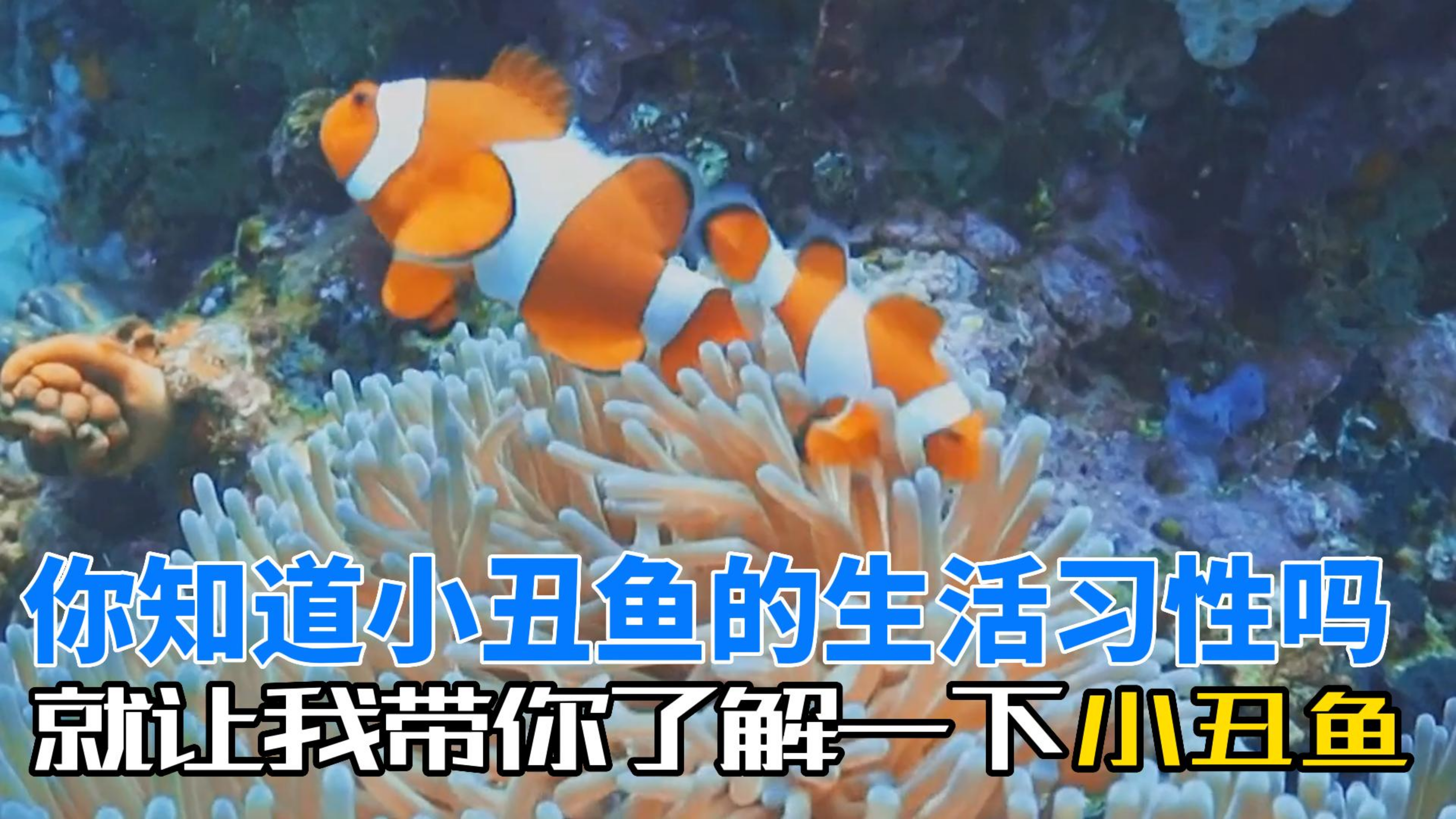 小丑鱼的生活习性你都知道吗,小丑鱼都生活在哪里,你都知道吗