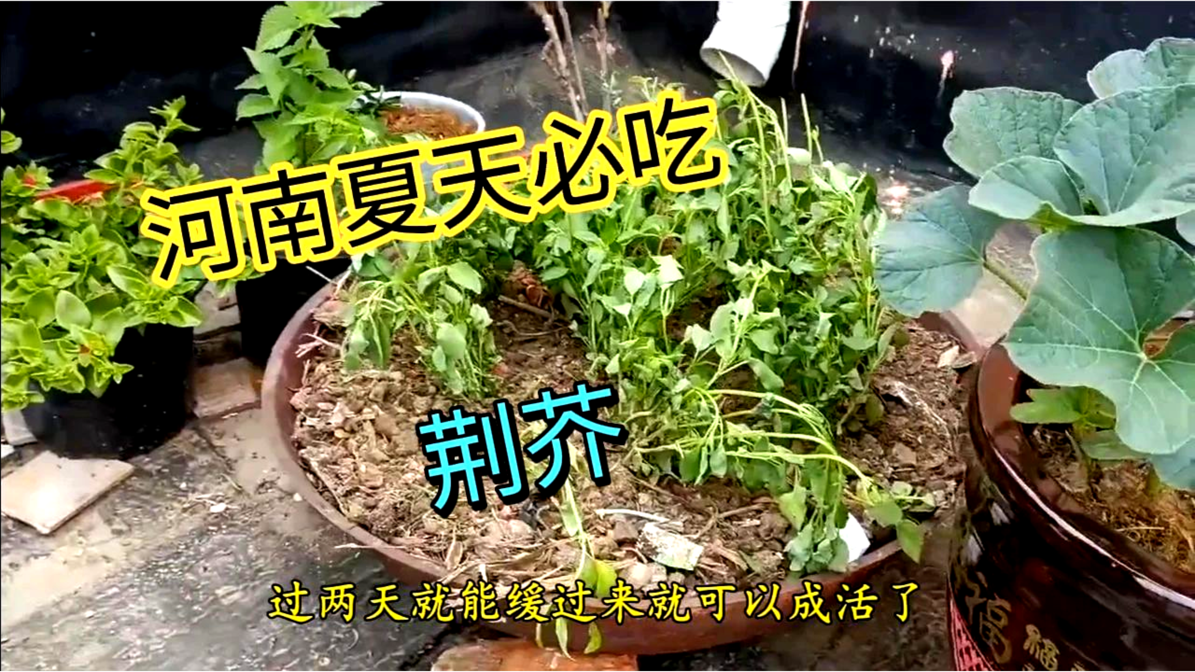 河南夏季吃凉拌菜,不加点荆芥是说不过去的,香味独特,味道难忘