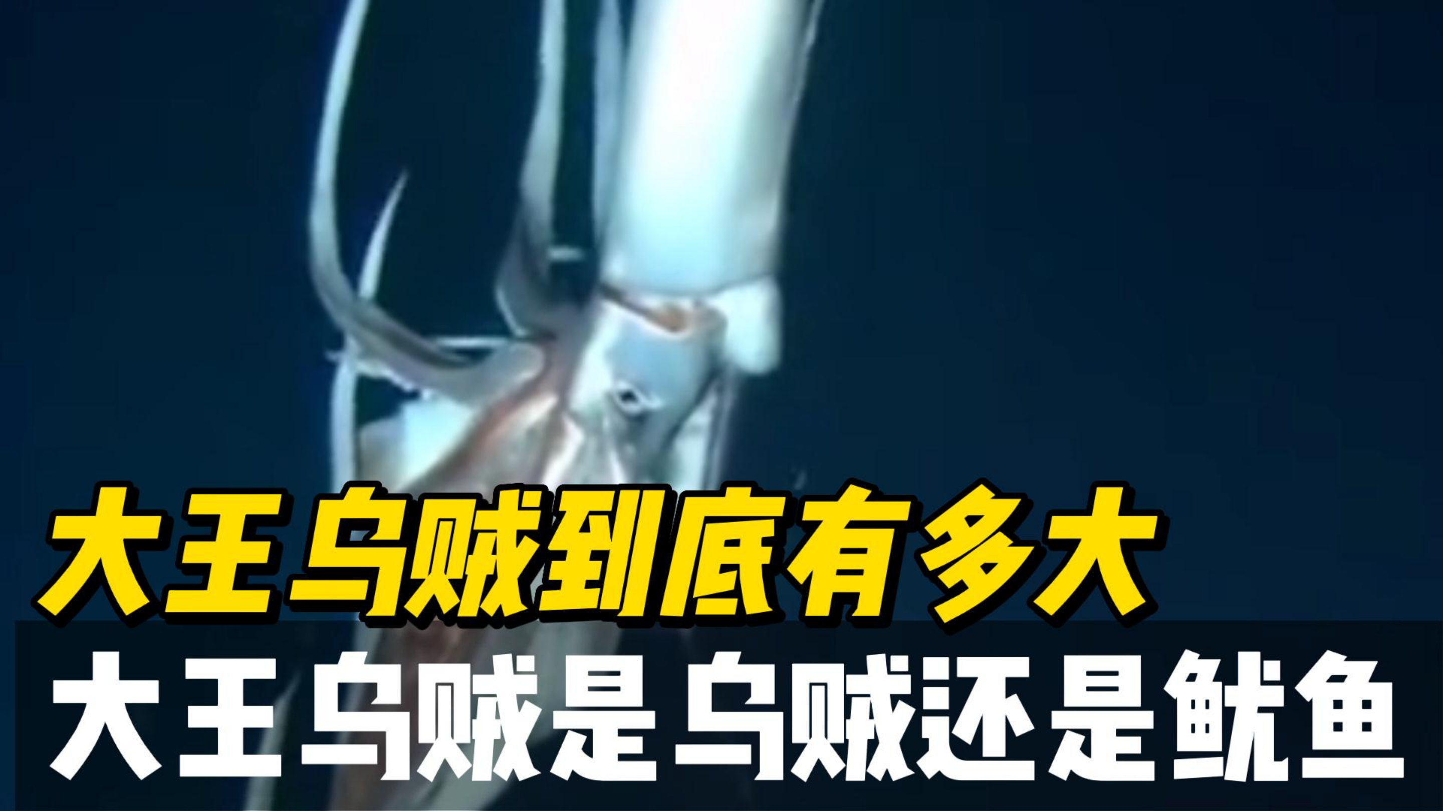大王乌贼是什么样子的,大王乌贼到底有多大,它是乌贼还是章鱼