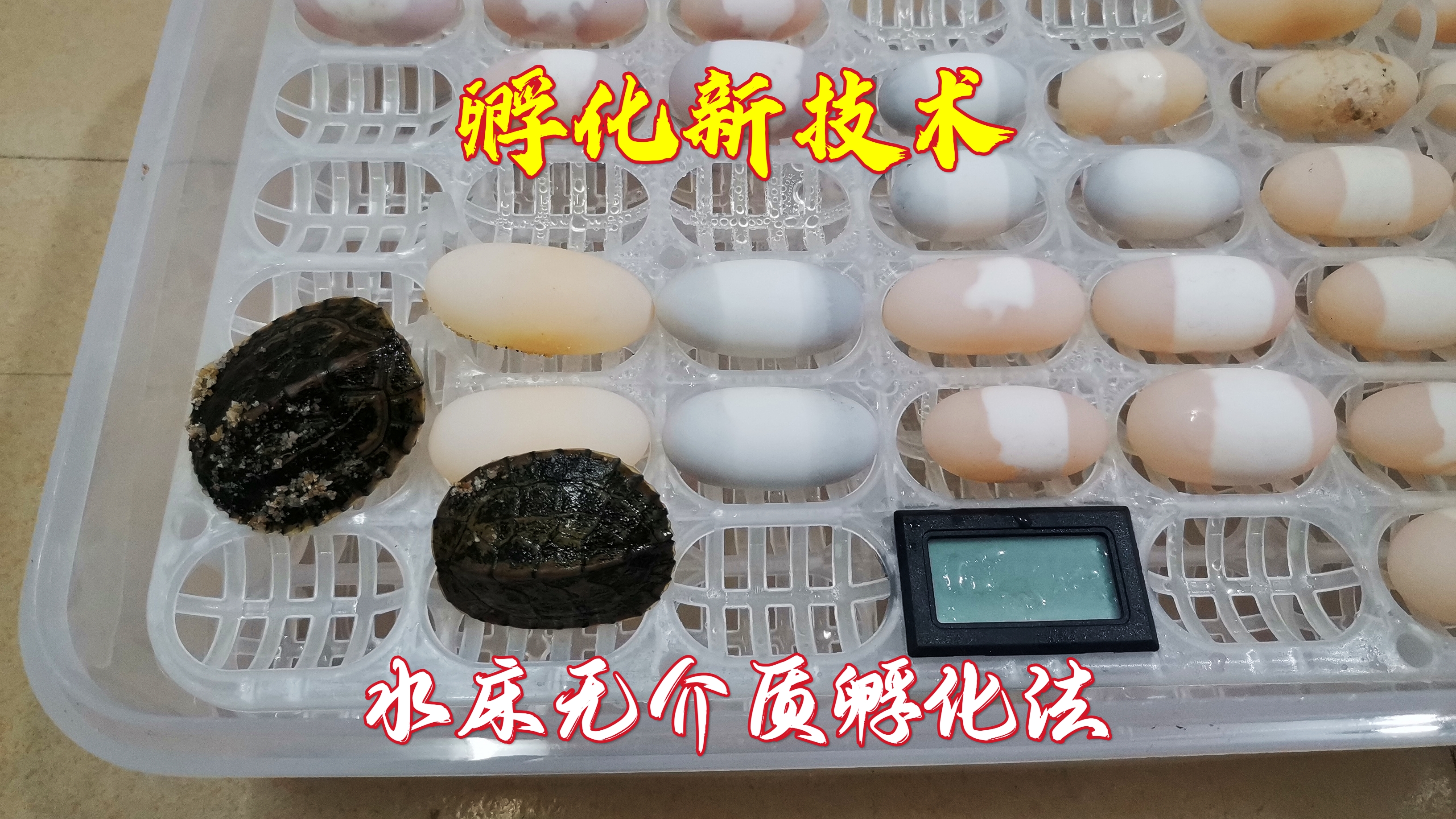 养龟小经验:水床孵化龟苗,方法简单实用,新手都可以孵化出龟苗