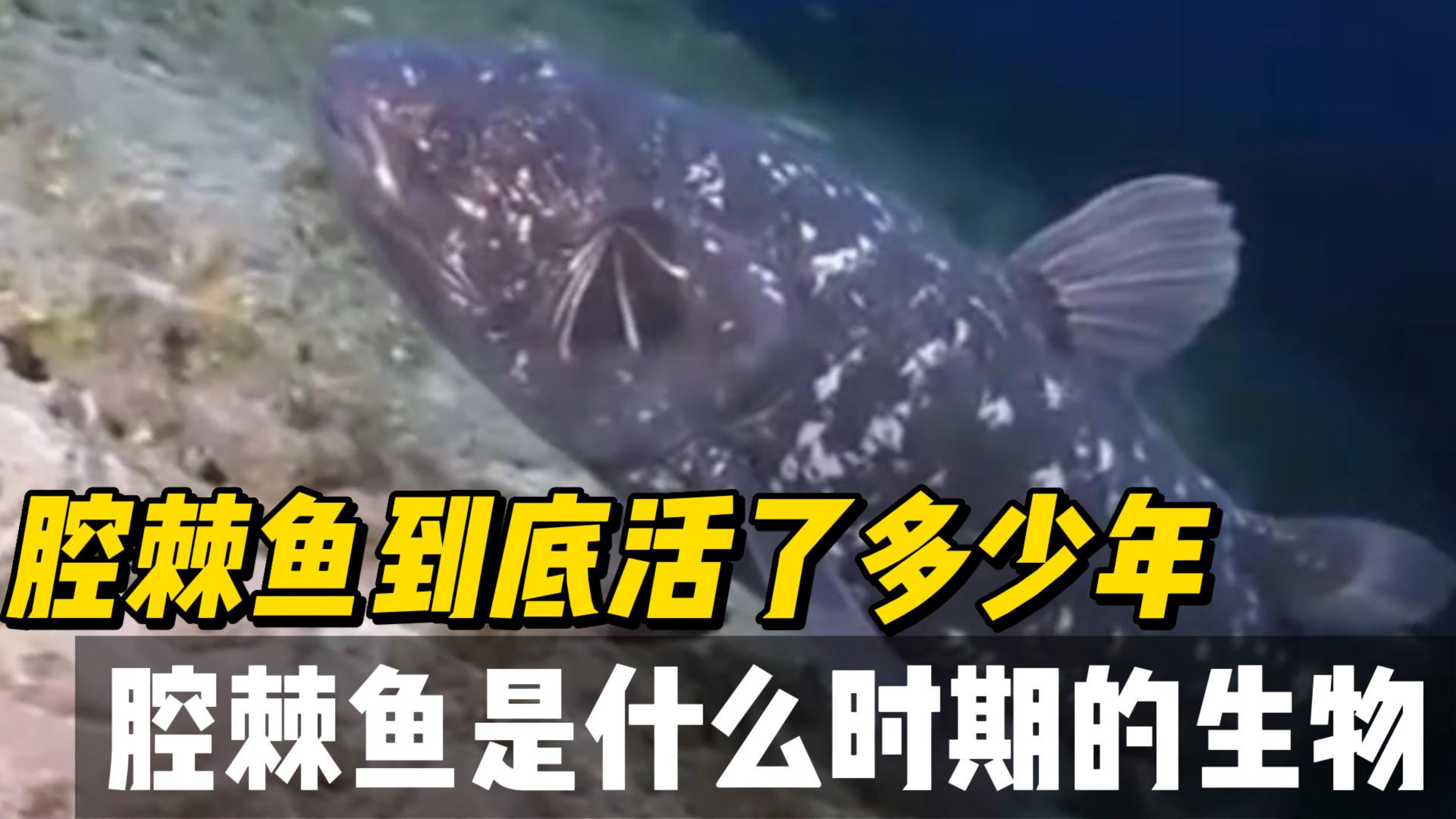 腔棘鱼是什么鱼,他活了多少年,腔棘鱼是什么时期的生物
