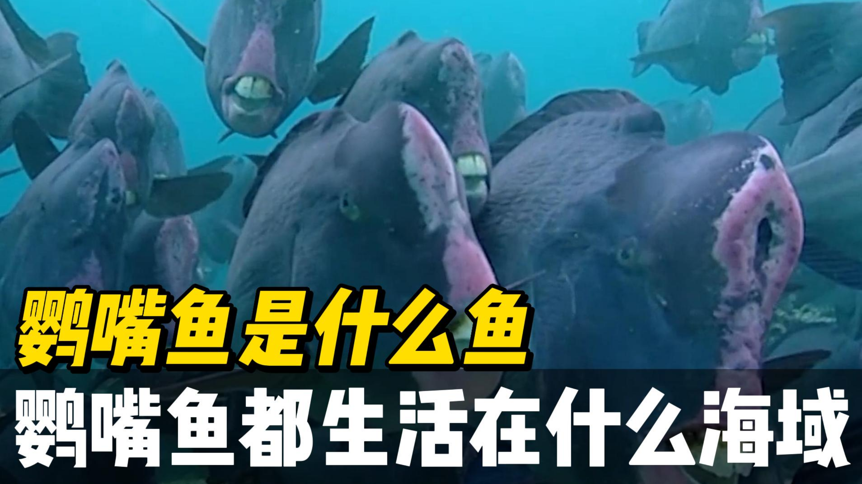 鹦嘴鱼是什么鱼,为什么他叫这个名字,它的生活习性是什么