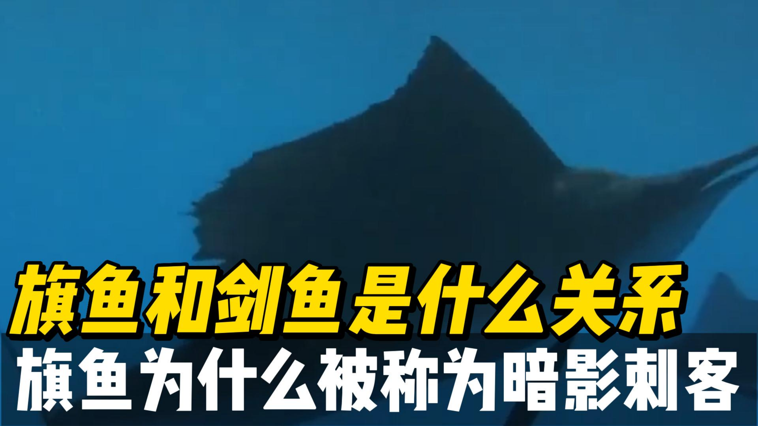 旗鱼和剑鱼是啥关系,为什么它被称为暗影刺客,他生活在什么海域