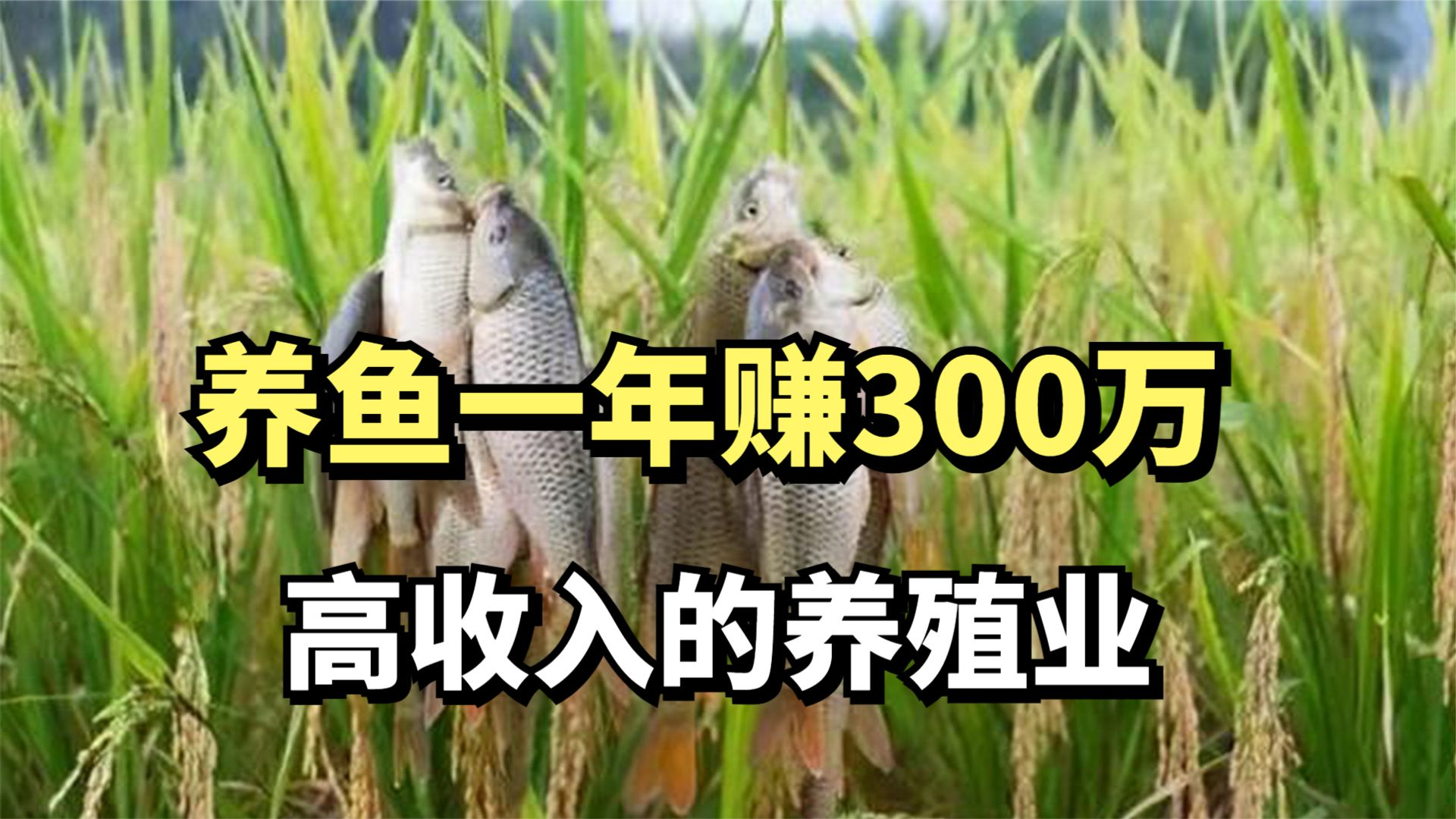 福建小伙返乡稻田养鱼,一年卖出300多万元,他是怎么做到的