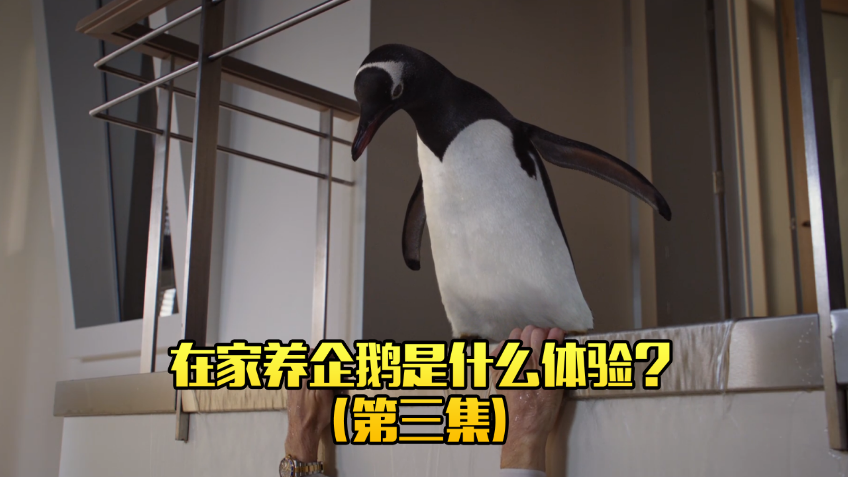 男人为了小企鹅的成长,居然把家改造成了南极!