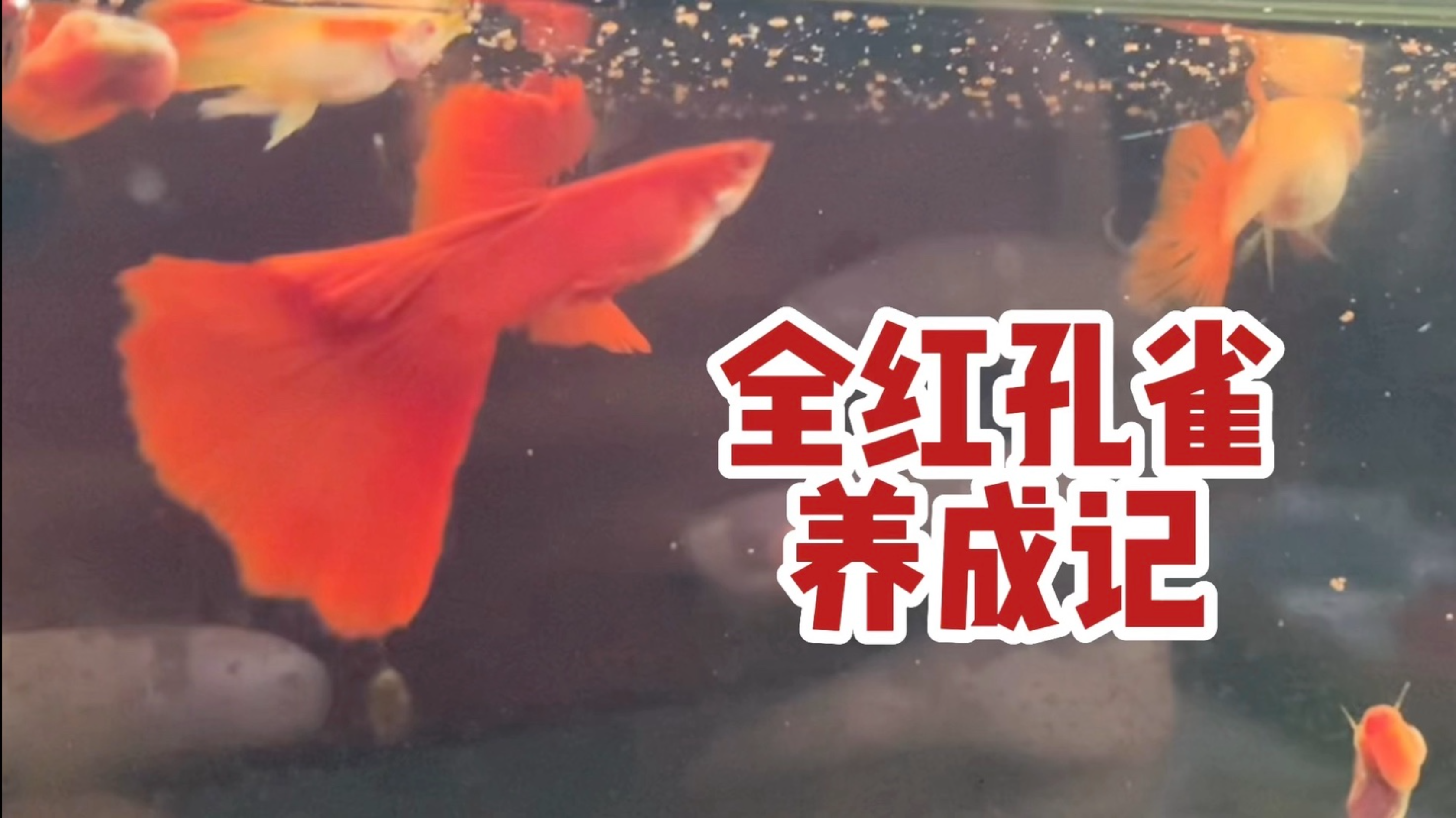 全红孔雀鱼养成记 | 发色 尾型 尾展 | 长大了就好看了