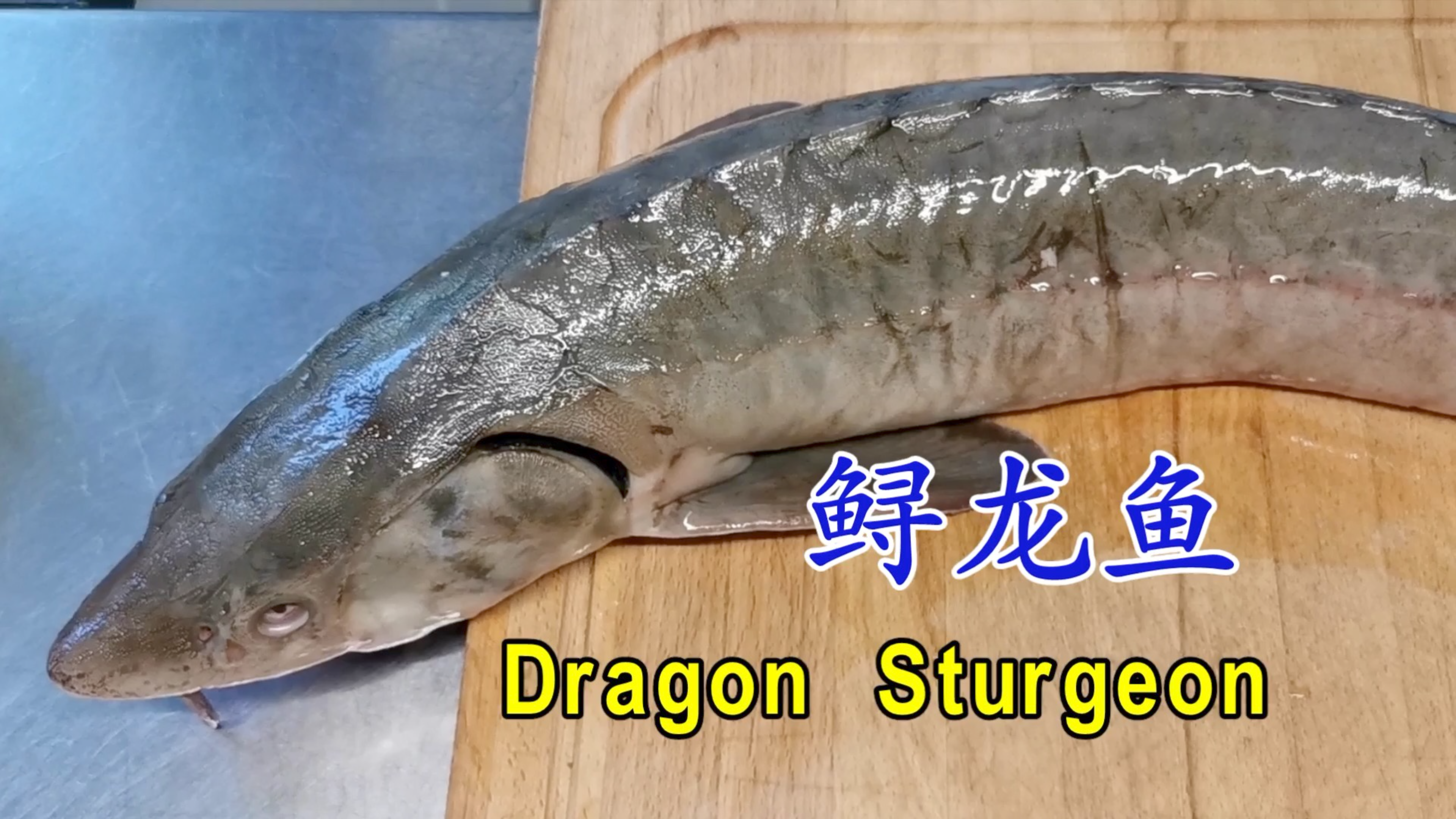 果然是名副其实的美味 据说鲟龙鱼是所有鱼类中营养价值最高的鱼