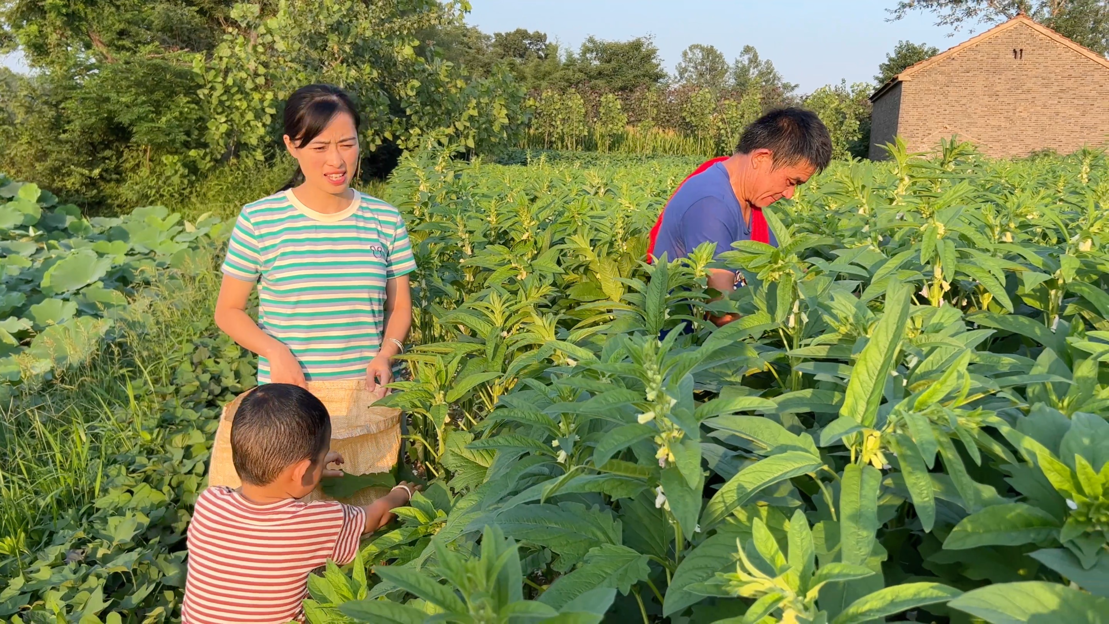 [图]静静家今年的新芝麻叶开采了,嫩芝麻叶才好吃,强龙在家哄二宝