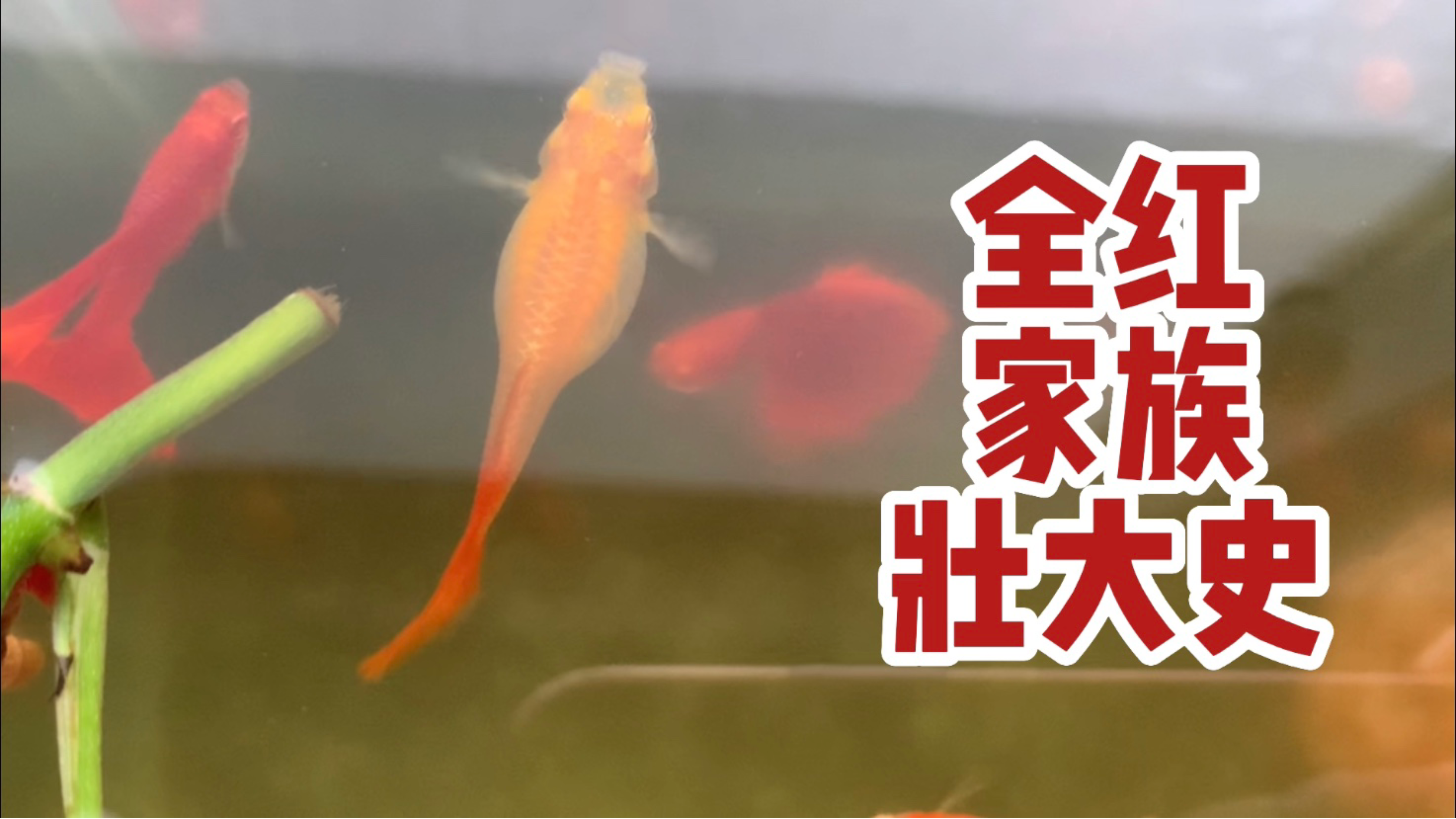 全红家族壮大史 | 有一条母鱼就有无限可能 | 全红深海蓝杂交