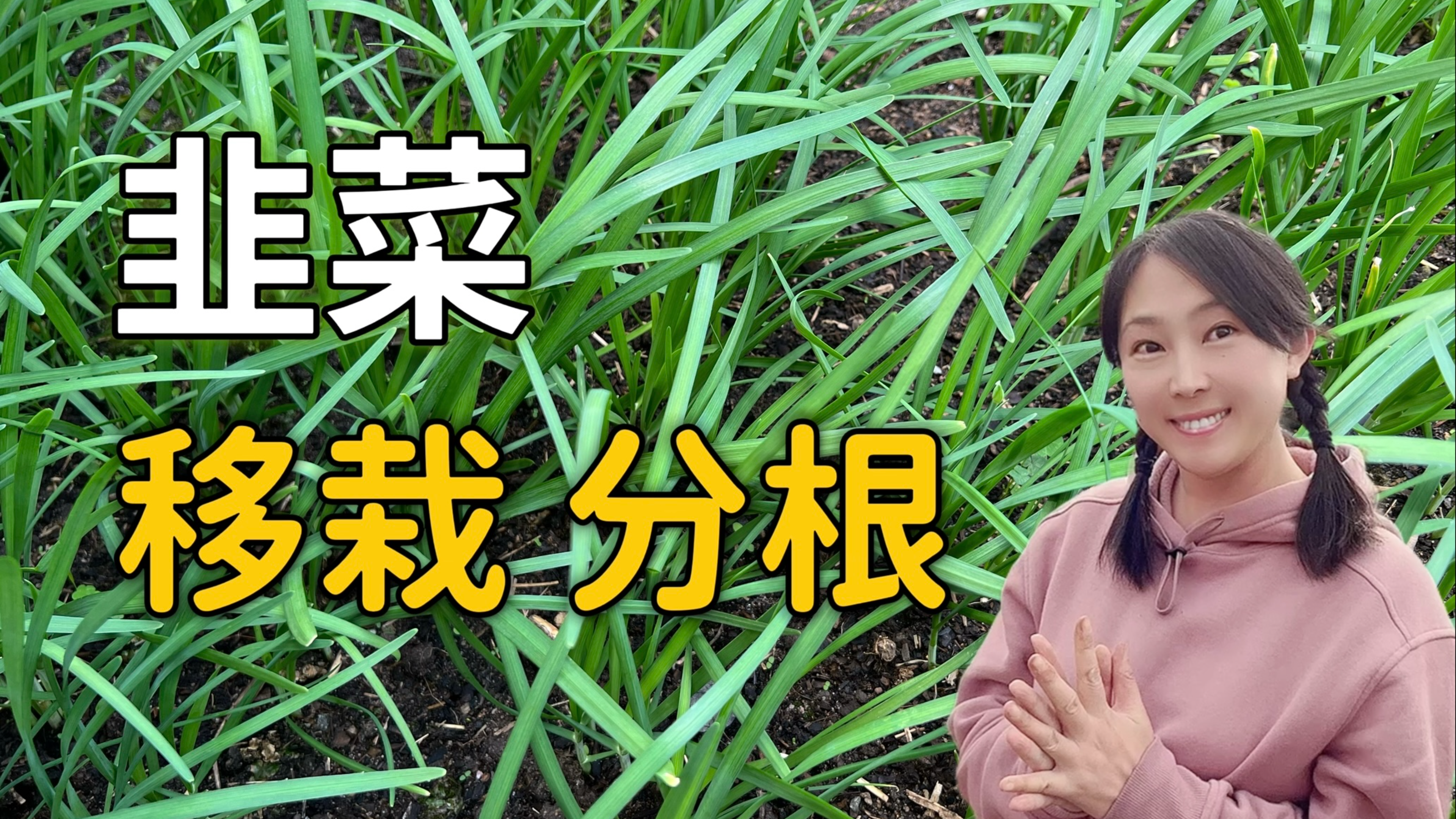 韭菜这样移栽、分根,最有效的除虫,还会越种越多,实现韭菜自由
