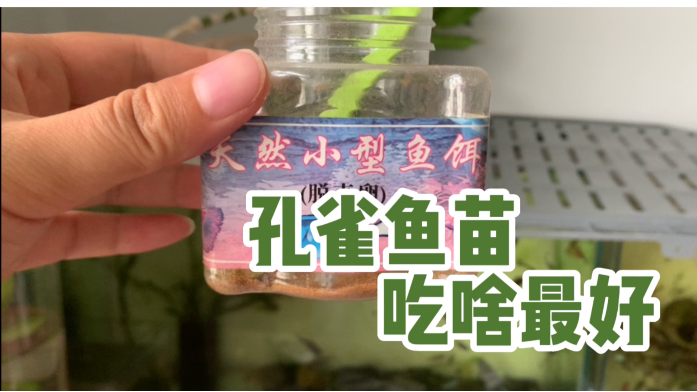 孔雀鱼苗喂什么?关于丰年虾及其脱壳卵