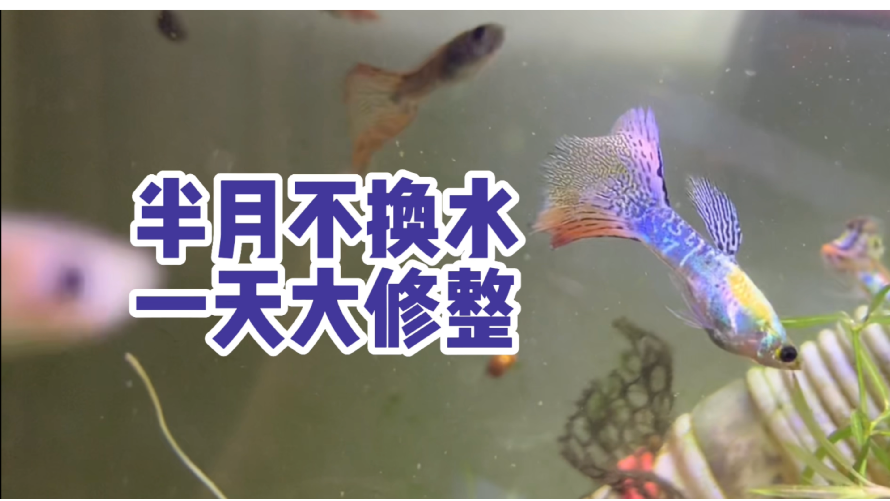 半月不换水,花一天大修整 | 孔雀鱼 蜈蚣草 竹节草 丝藻