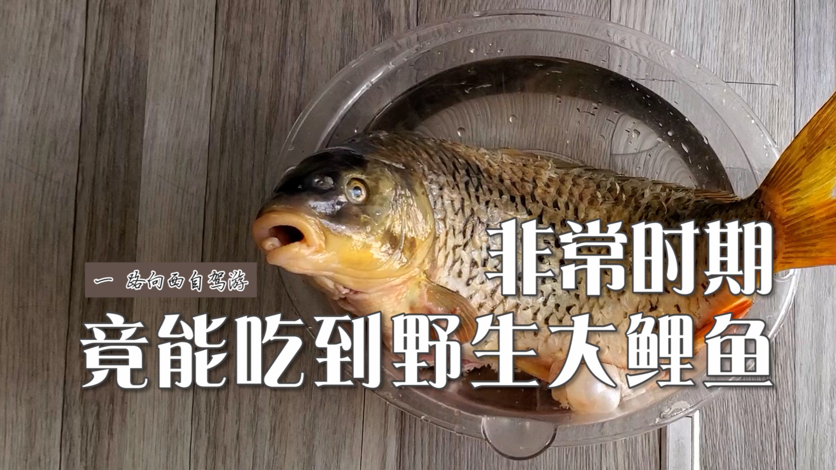 非常时期竟能吃到野生大鲤鱼