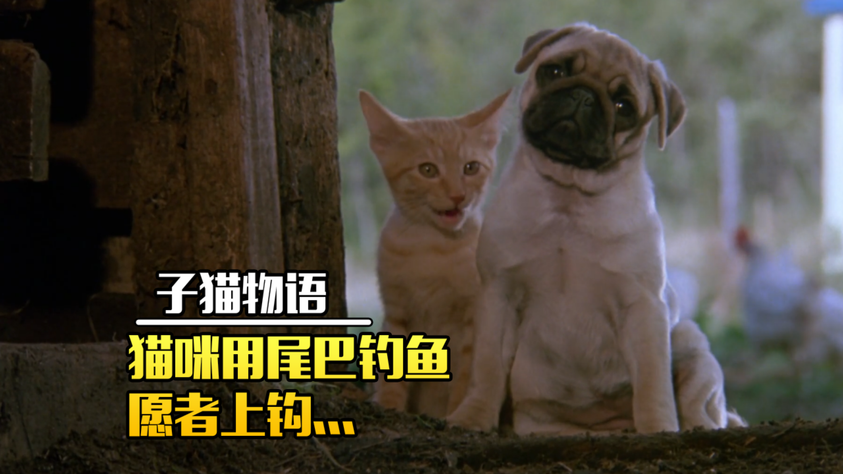 猫咪用尾巴钓上大鱼,开启治愈旅程!