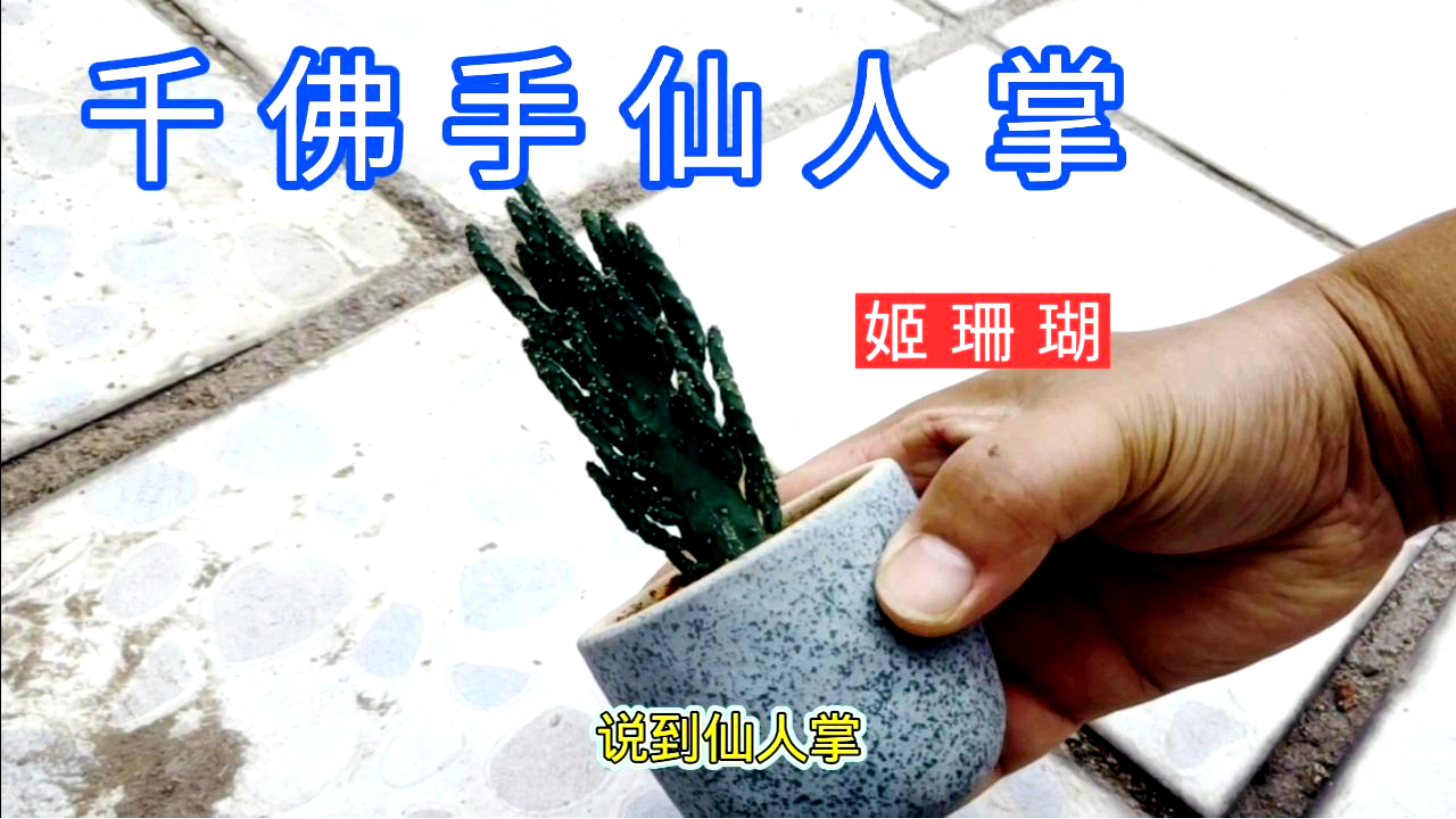 比仙人掌还好养,寓意更好的千佛手招财树——姬珊瑚