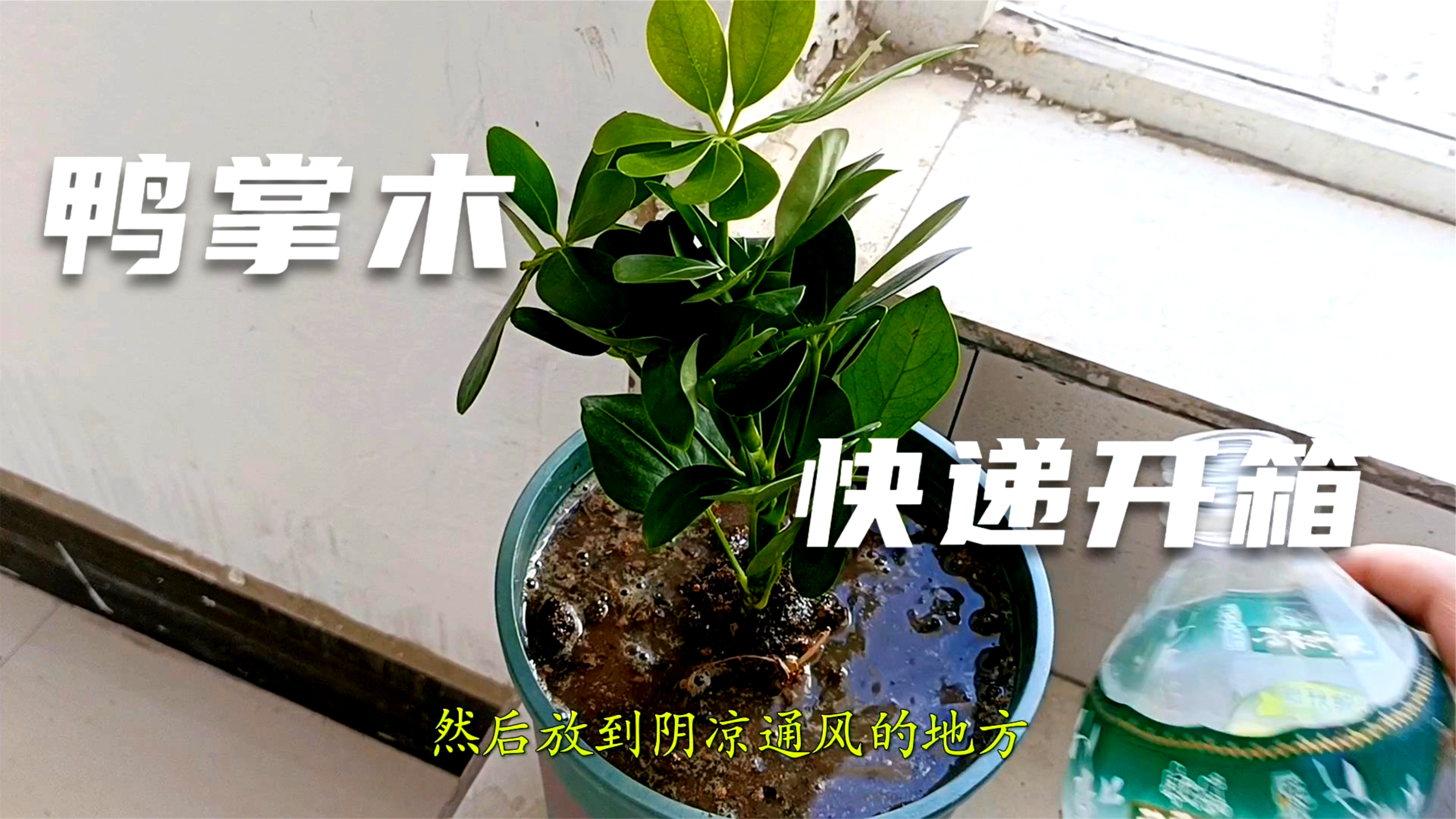 网购鸭掌木小苗,开箱看看苗情如何,上盆种上缓苗