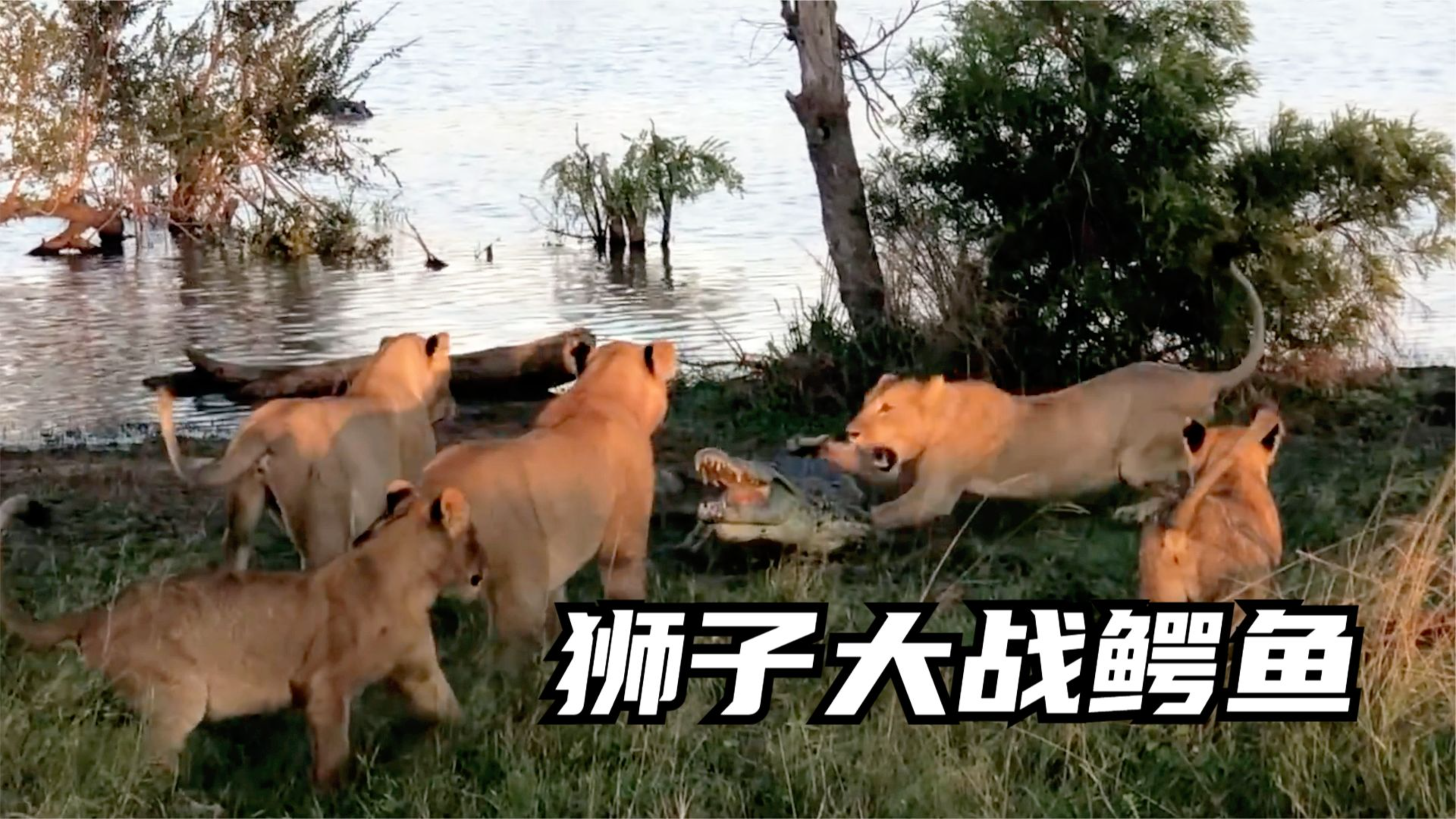 鳄鱼挑战狮群,却被吓得逃回水中,狮子和鳄鱼谁更厉害?