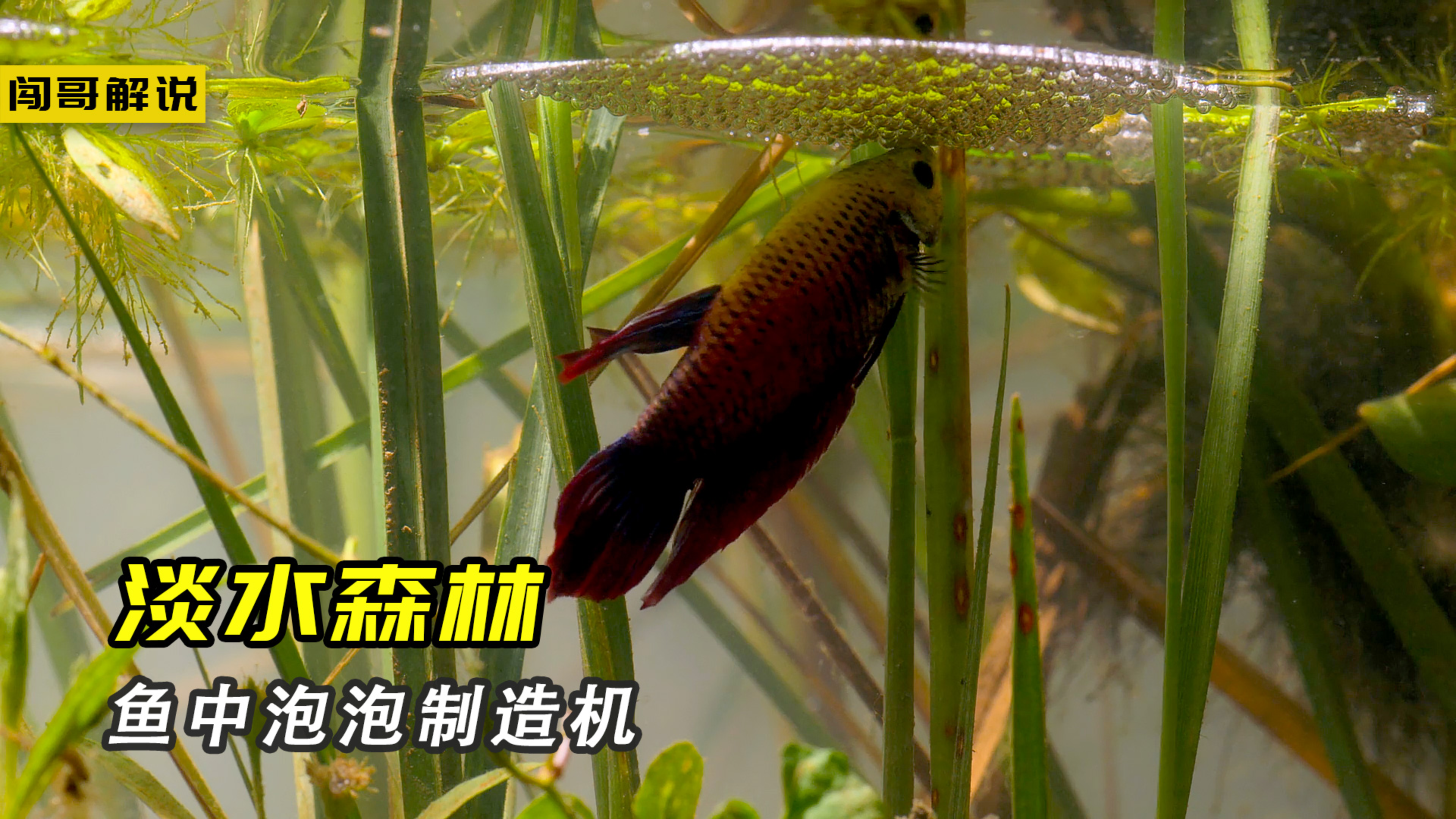 泰国斗鱼是泡泡制造机，萌萌狐猴喝尿为生，备胎马岛狸甘做舔狗