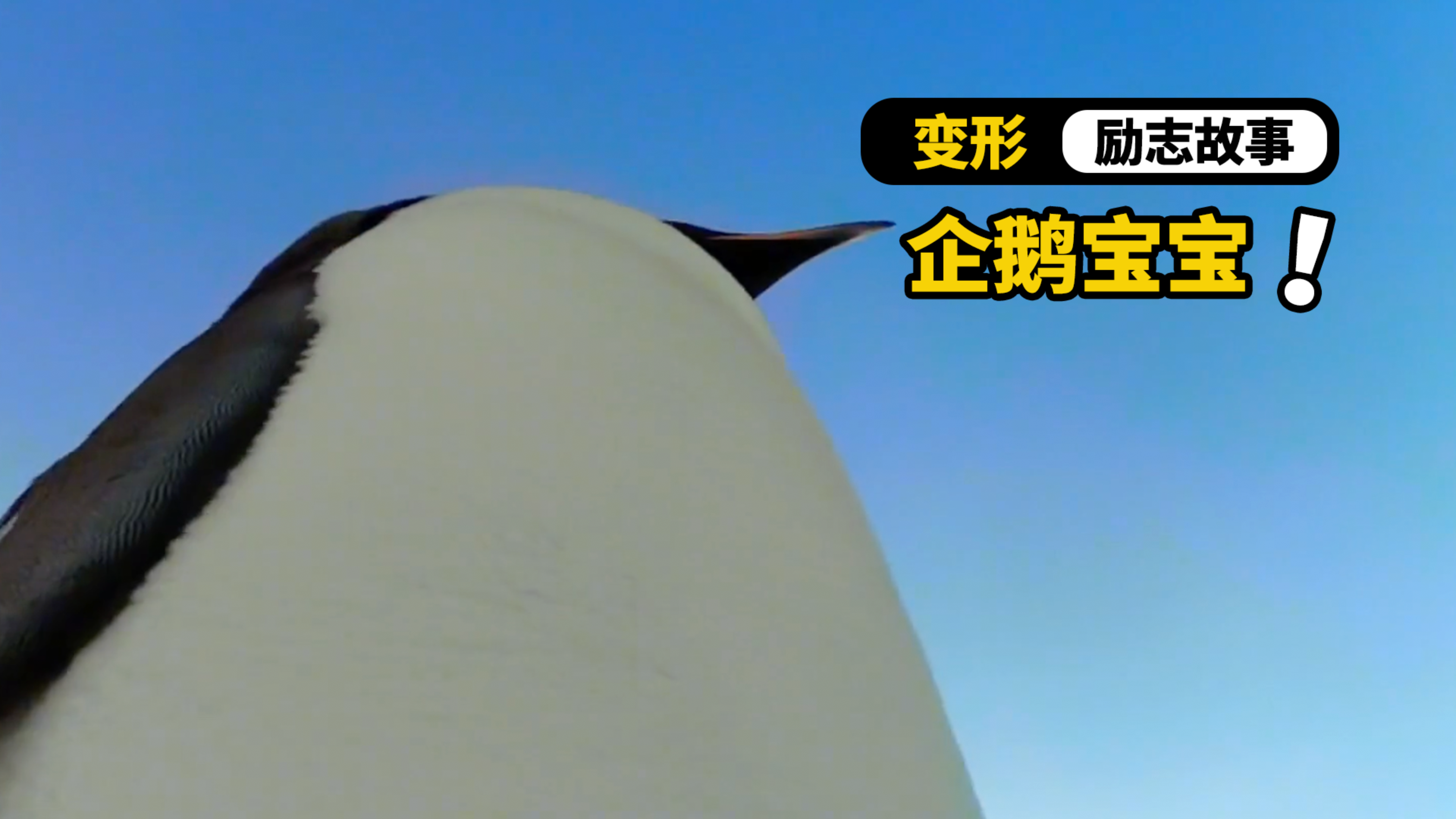 这么可爱的企鹅你了解么?