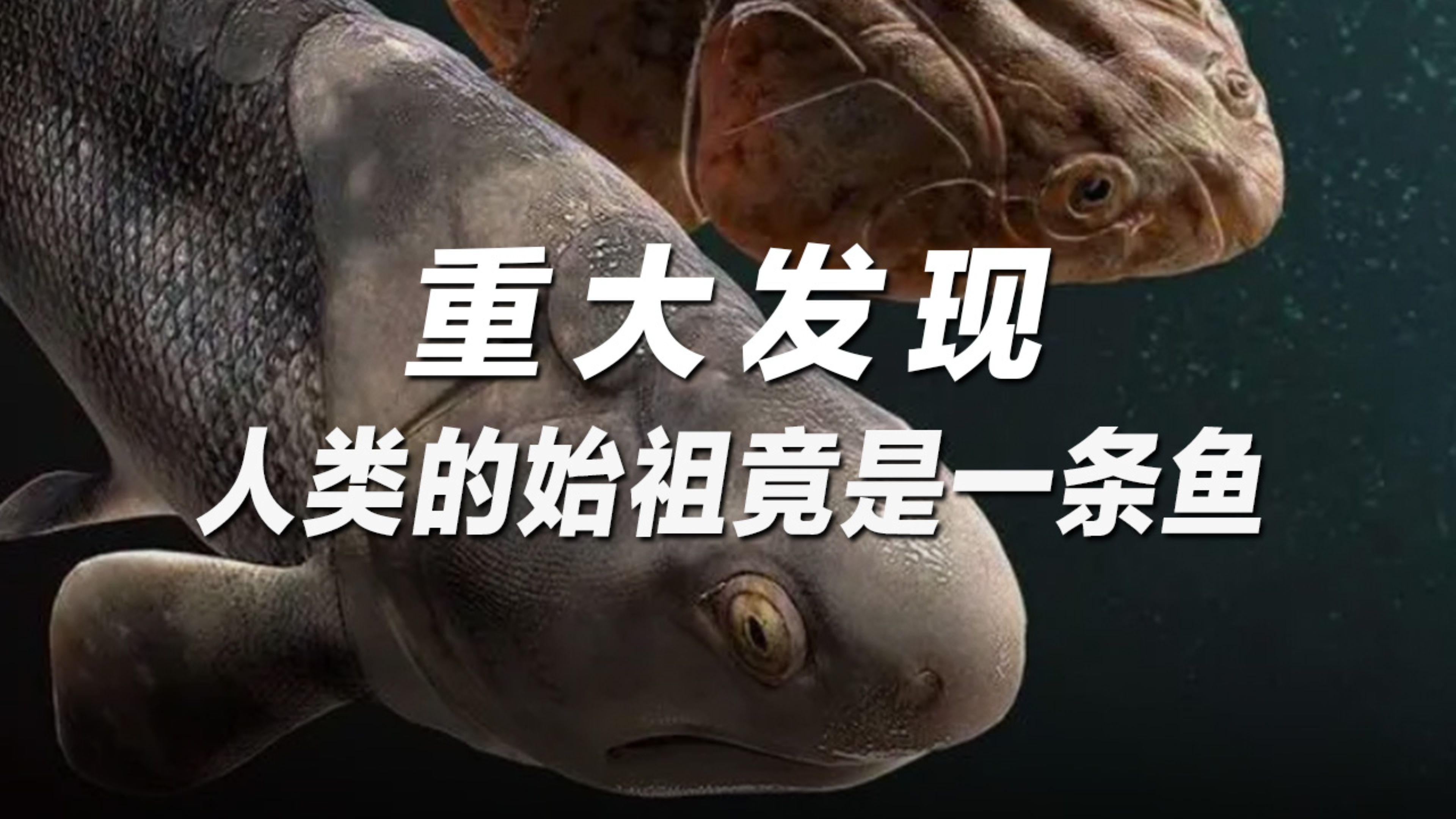 你敢相信?人类的祖先竟然是条鱼
