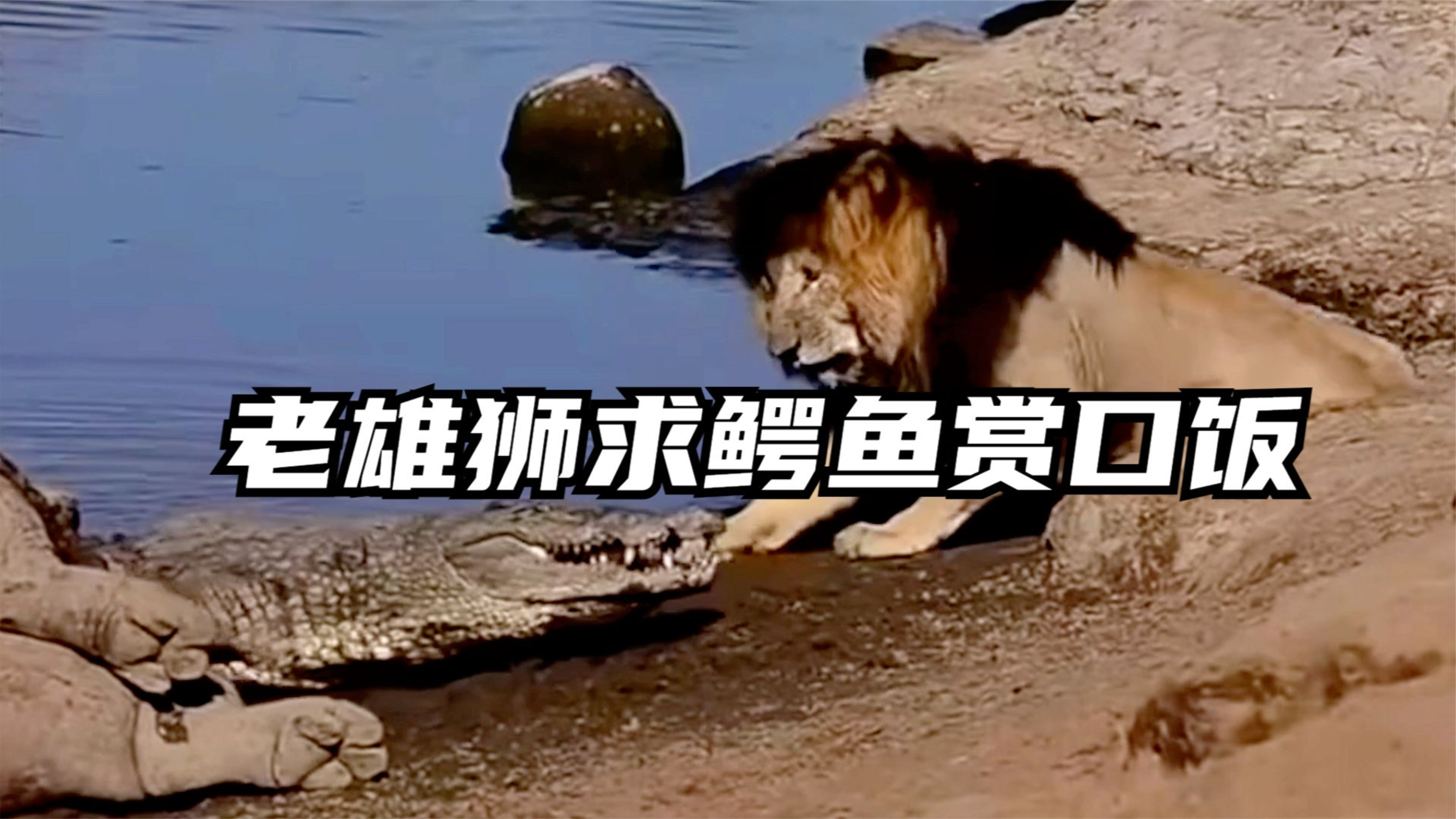 年迈的雄狮有多凄凉,为了一口吃的,在鳄鱼面前温顺的像只小猫!