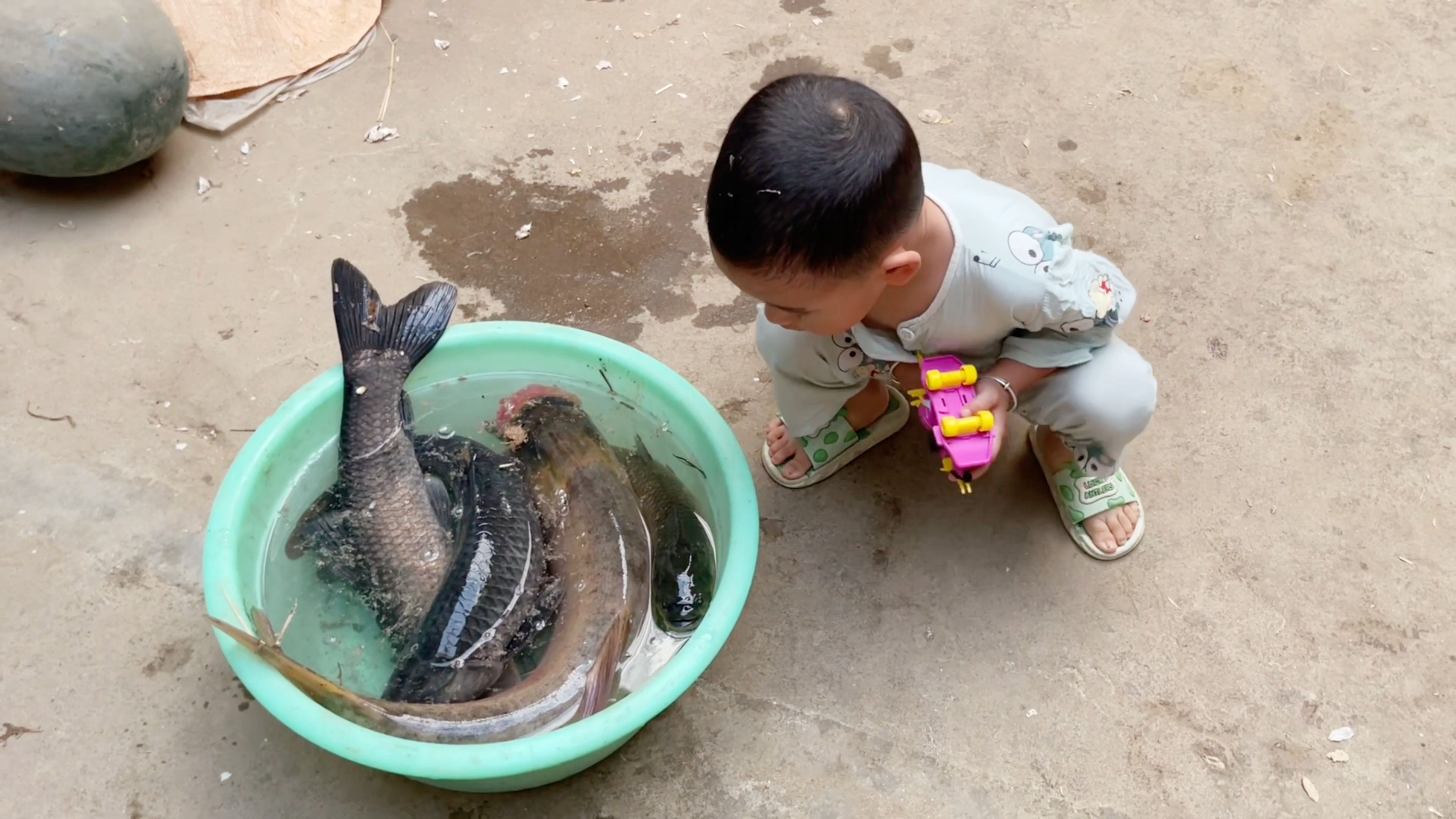 静静家鱼塘里的鱼翻肚了,婆婆捞一盆鱼,小猪看着鱼别被猫叼走了