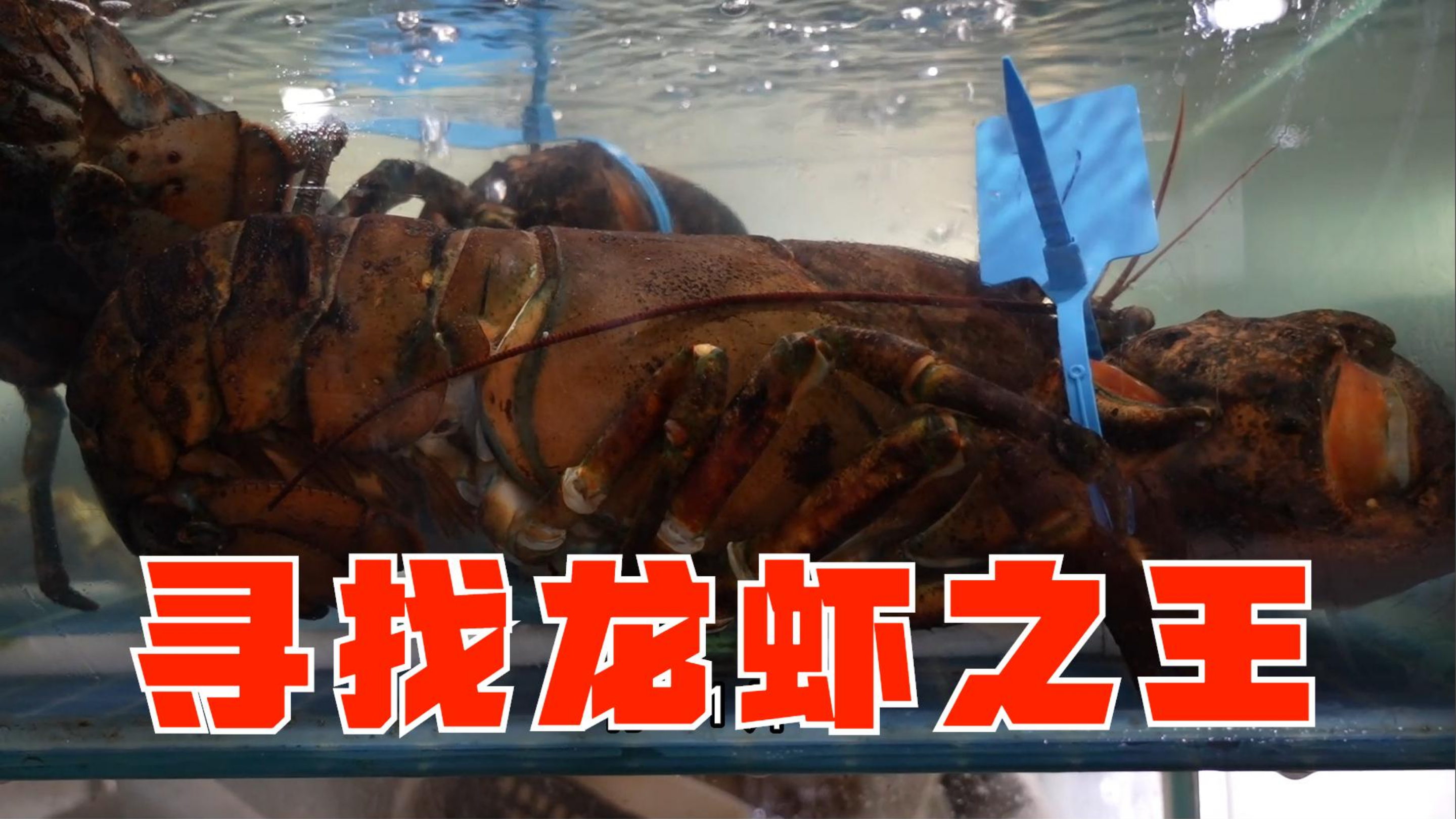 姚哥逛海鲜市场,发现龙虾种类可真不少,开心的开始寻找龙虾之王